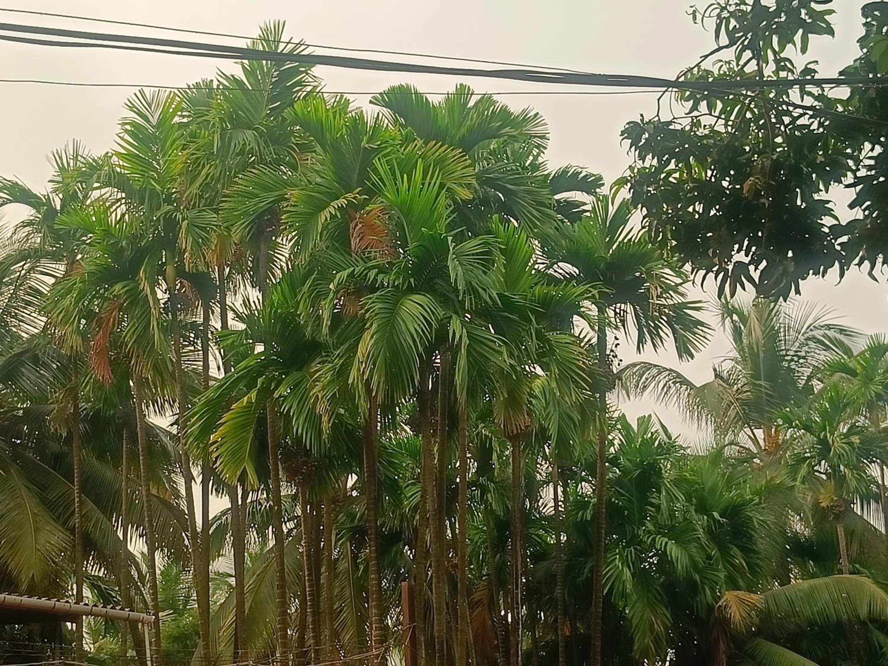 Shantadurga Beachside Homestay