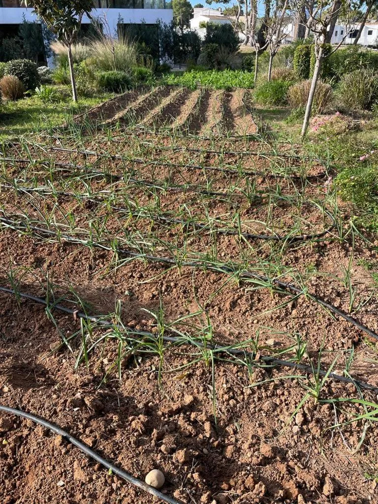 Garden in Hotel Serawa Moraira