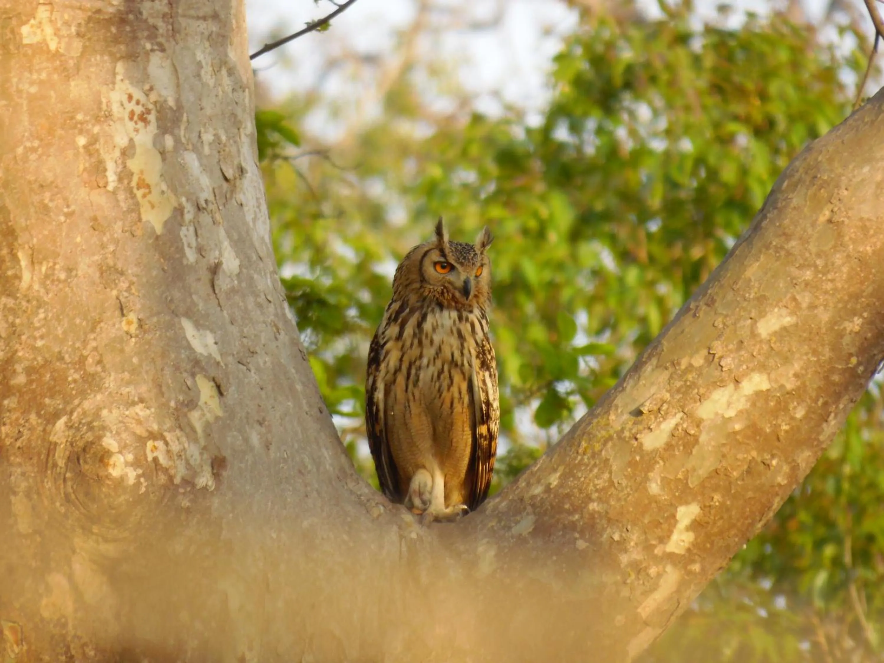 Animals in Bardia Kingfisher Resort