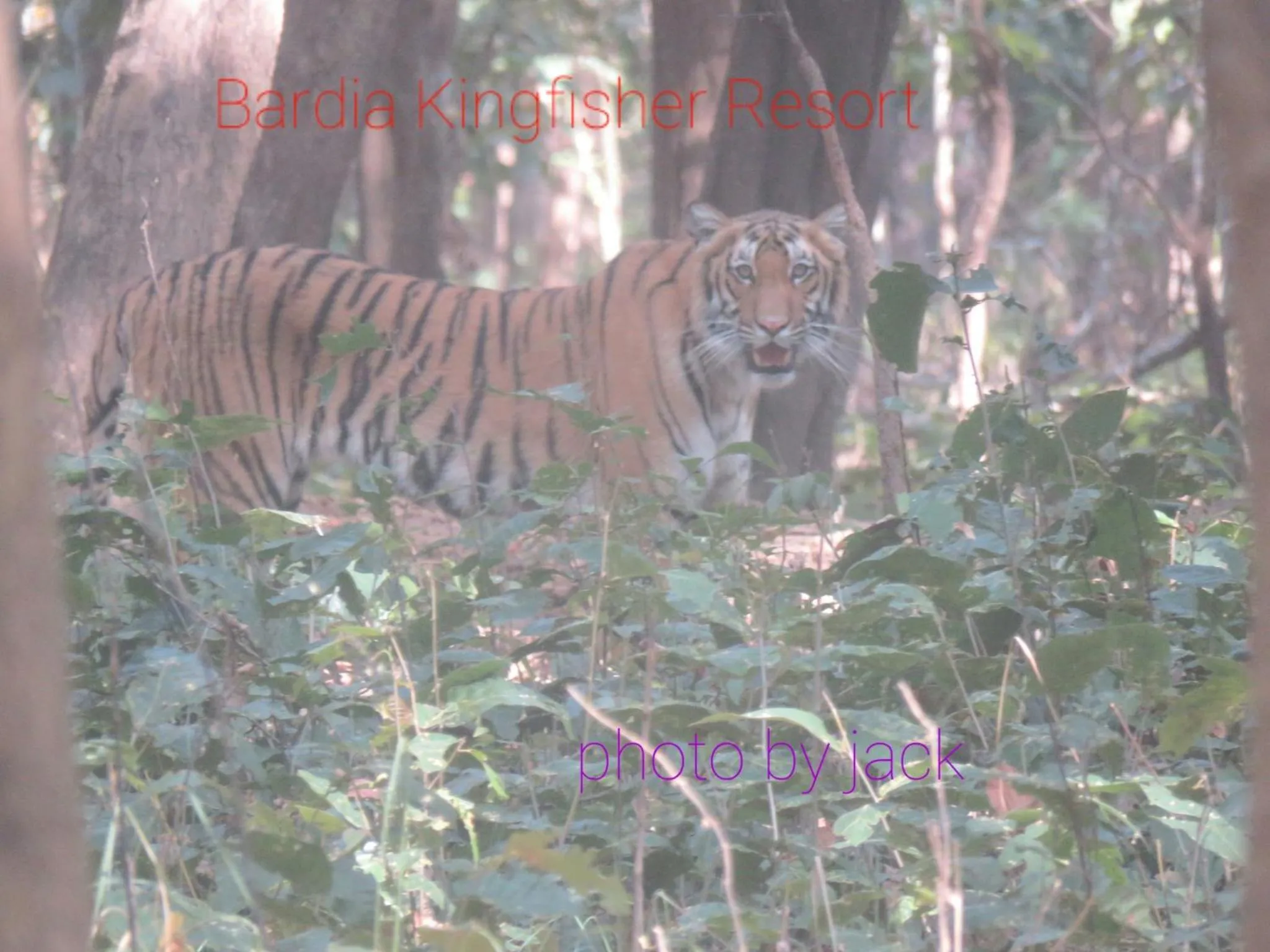 Animals in Bardia Kingfisher Resort