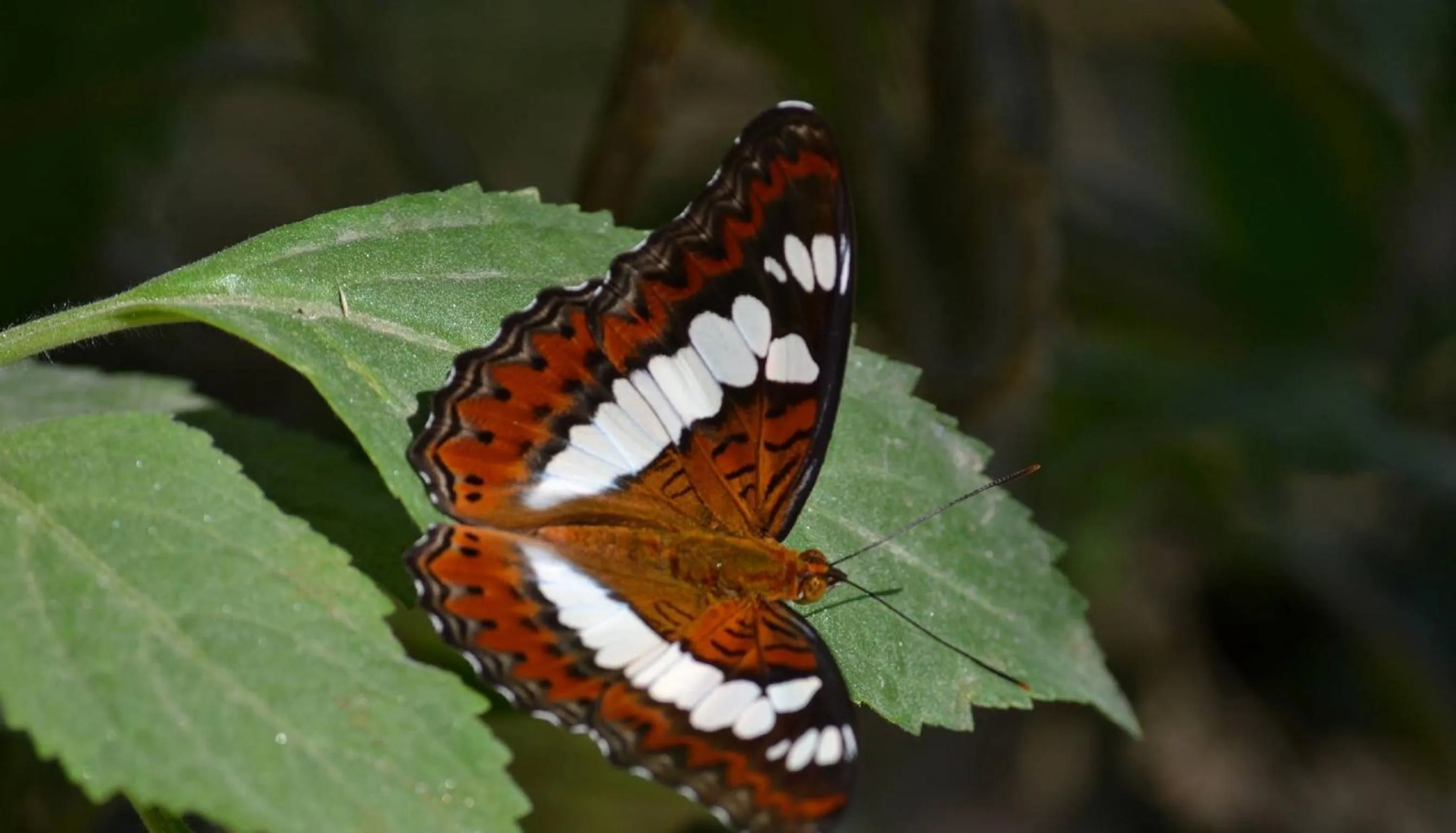 Spring in Bardia Kingfisher Resort