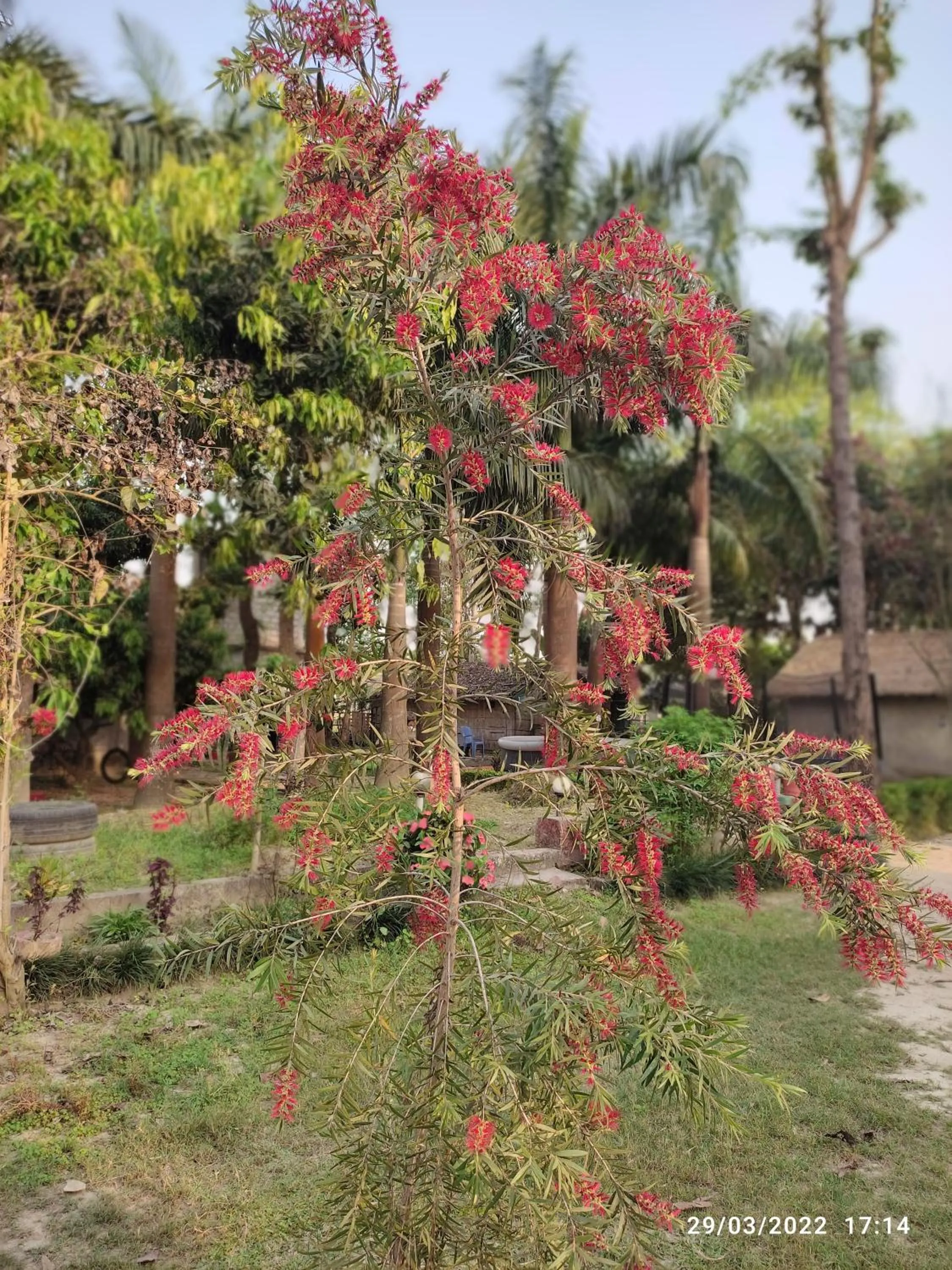 Garden in Bardia Kingfisher Resort