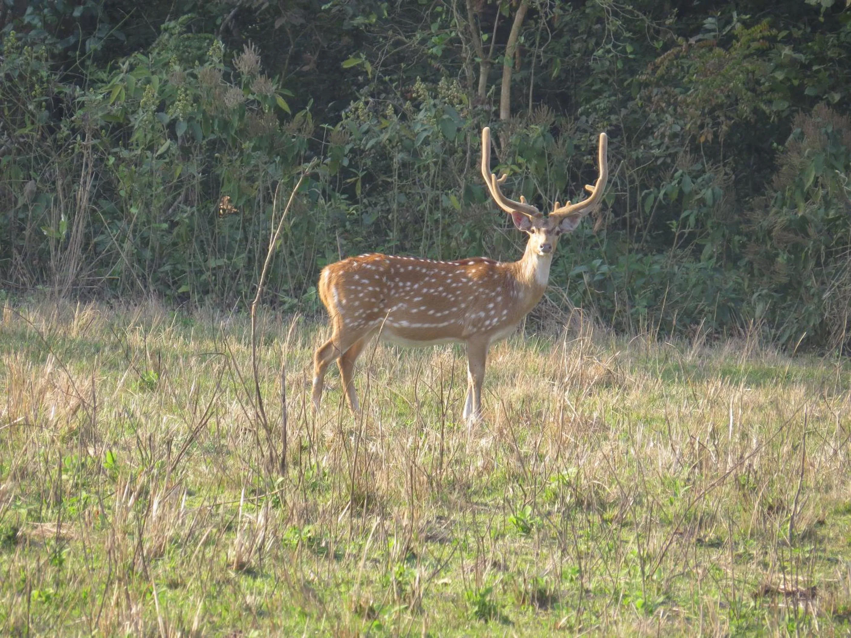 Animals in Bardia Kingfisher Resort
