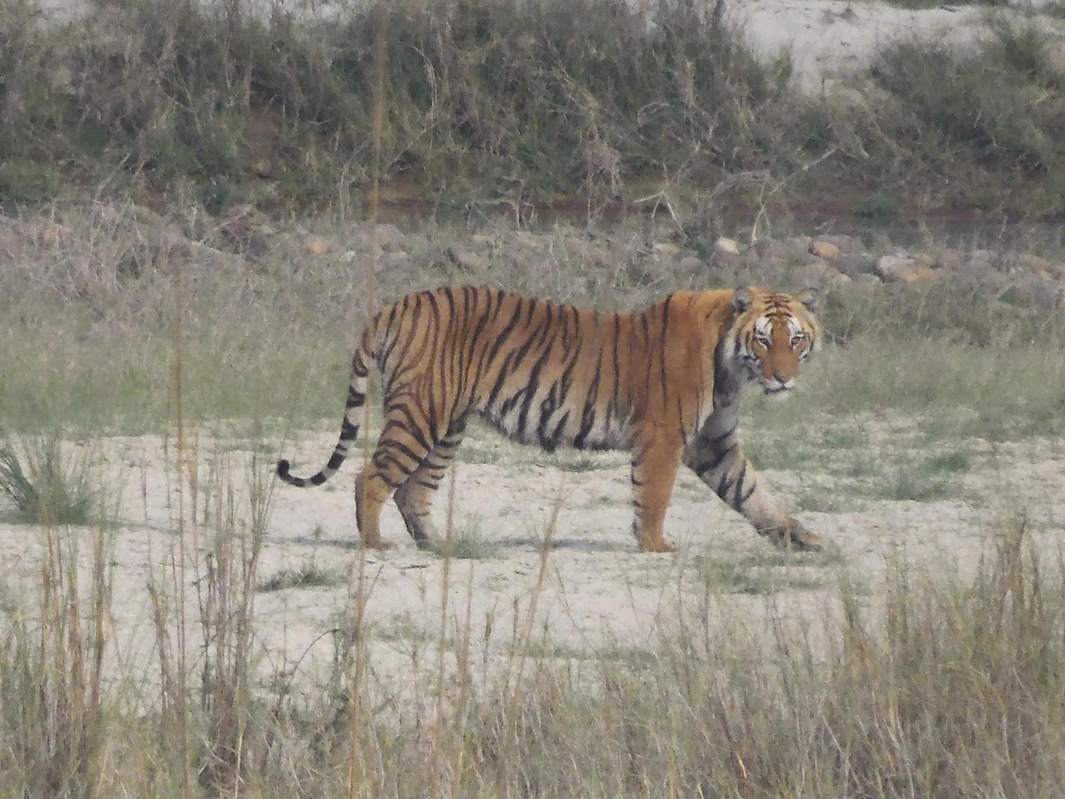 Animals in Bardia Kingfisher Resort