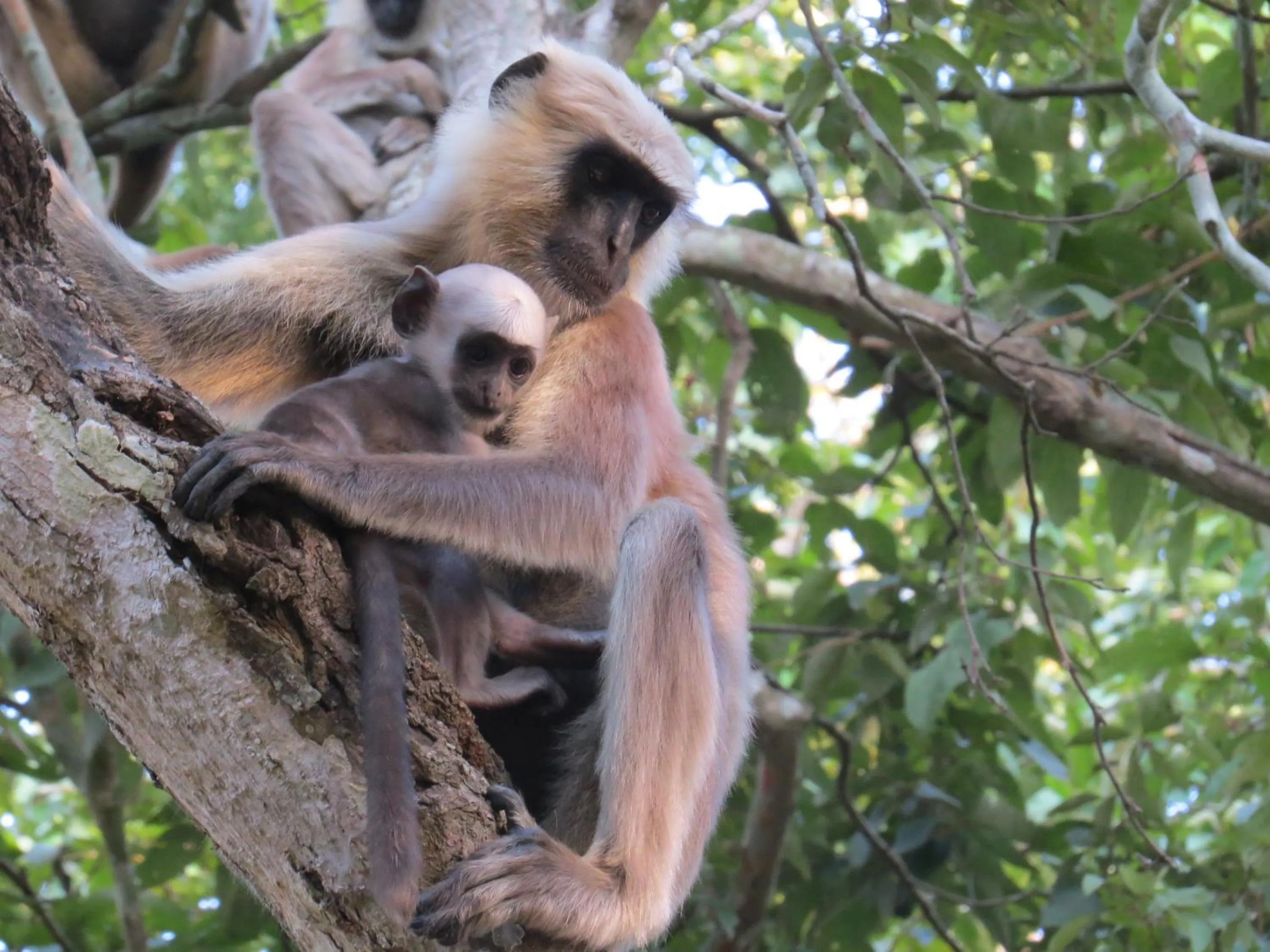 Animals in Bardia Kingfisher Resort