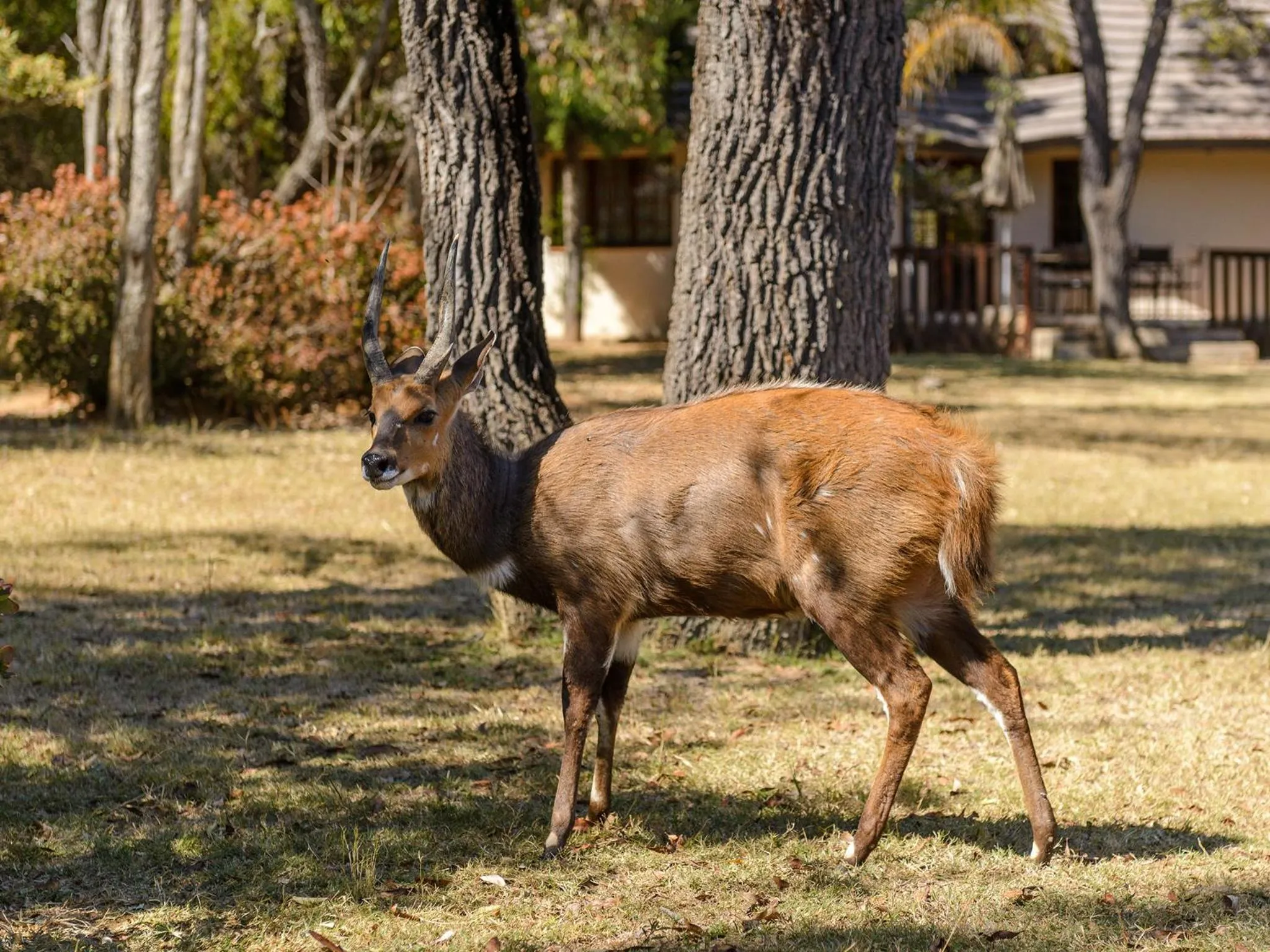 Animals in Waterberg Game Park
