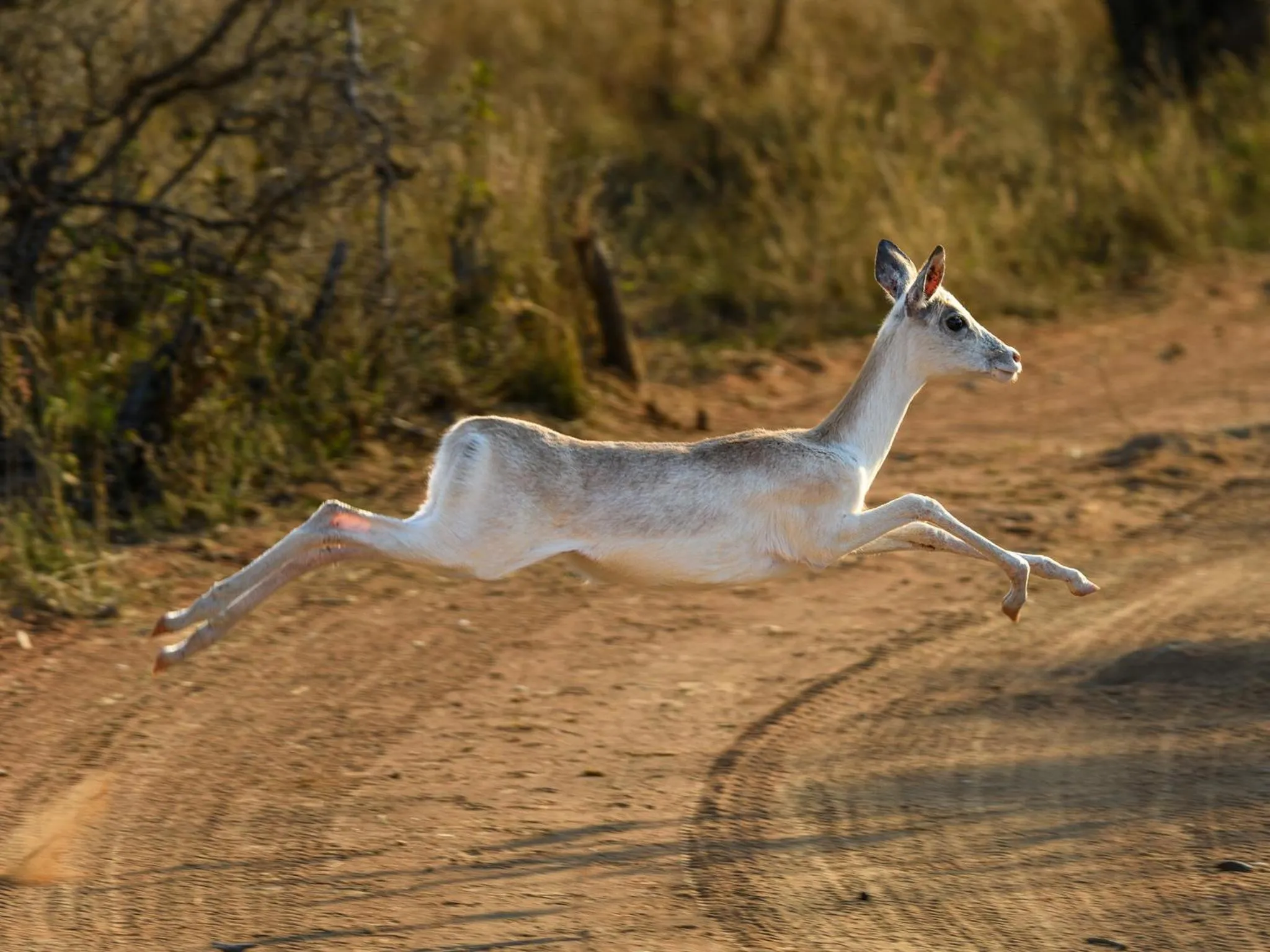 Animals in Waterberg Game Park