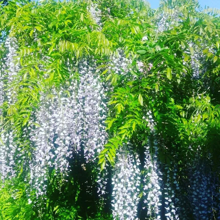 Garden in Balally House