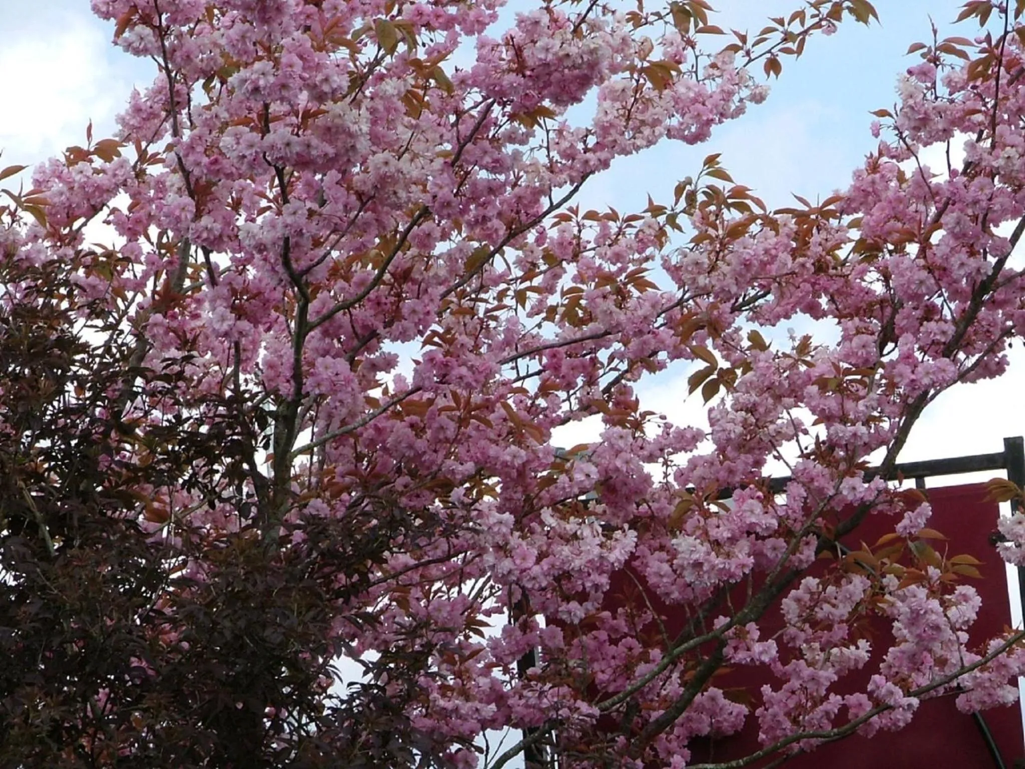 Garden in Balally House