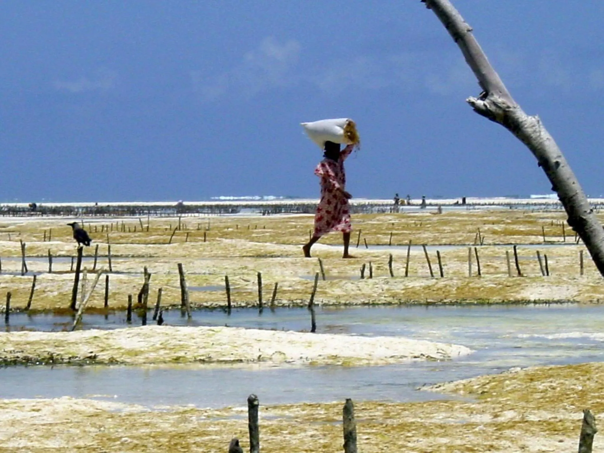 Day in Villa Bahati Zanzibar