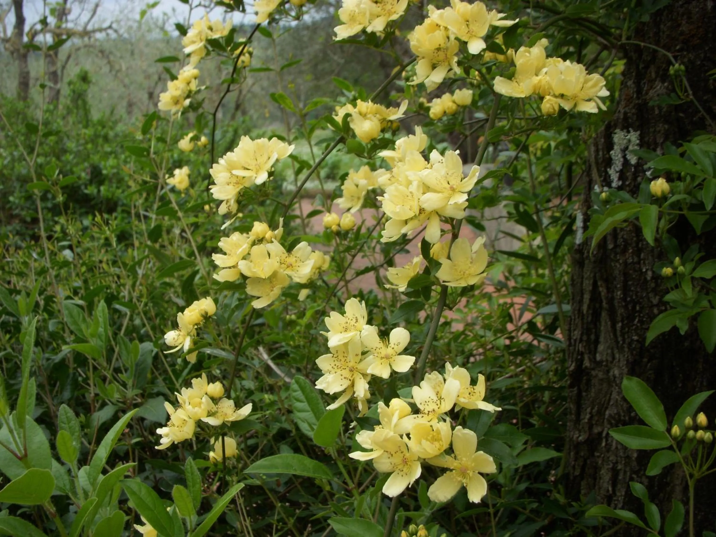 Garden in Locanda le Boscarecce