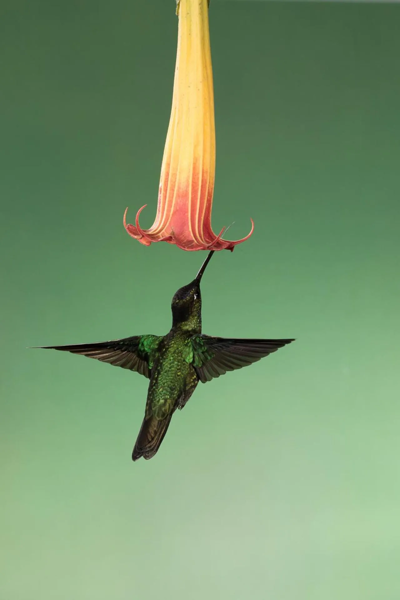 Animals in Relax Natural Village Adults Only