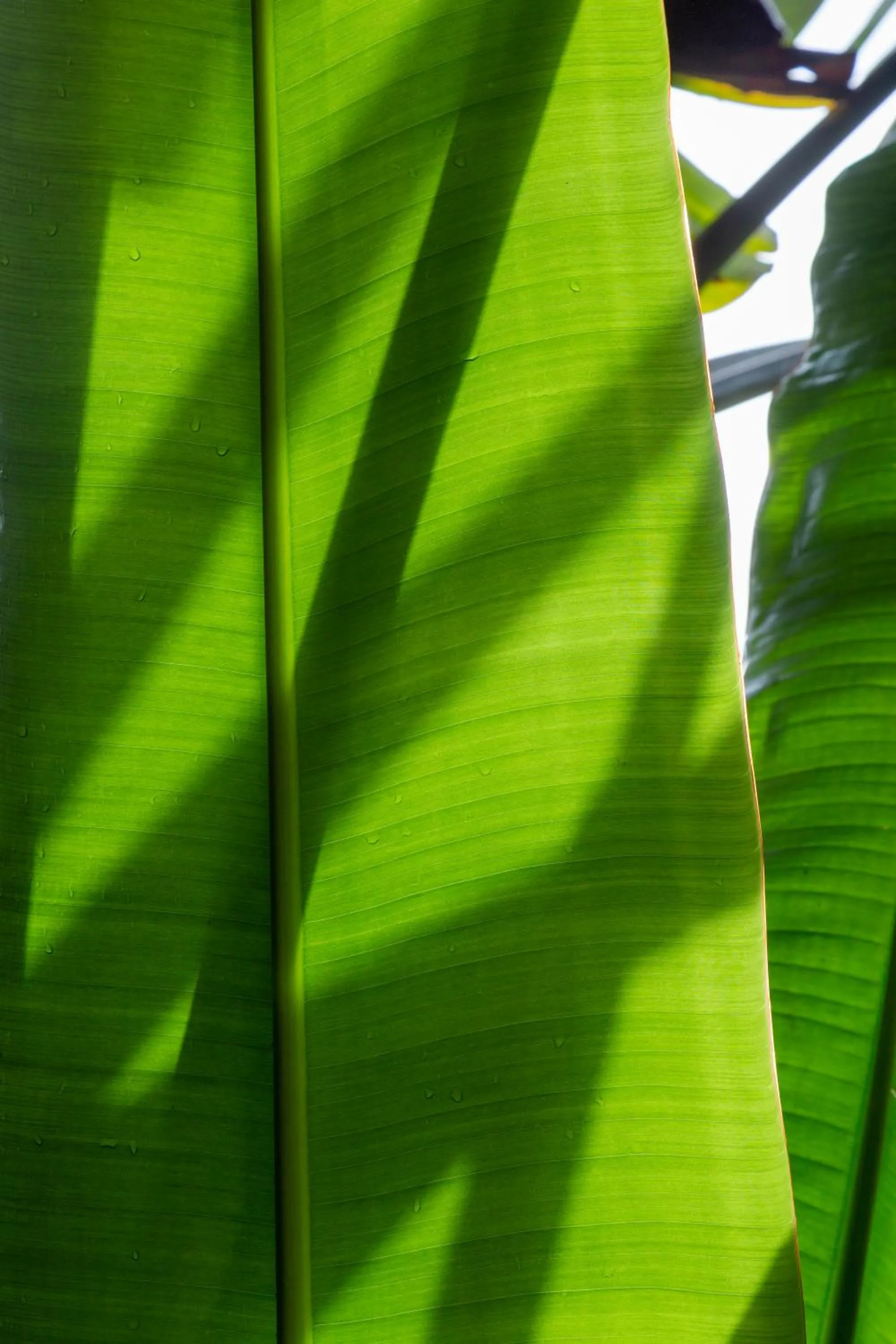 Decorative detail in Hotel Casa Lasibe Café