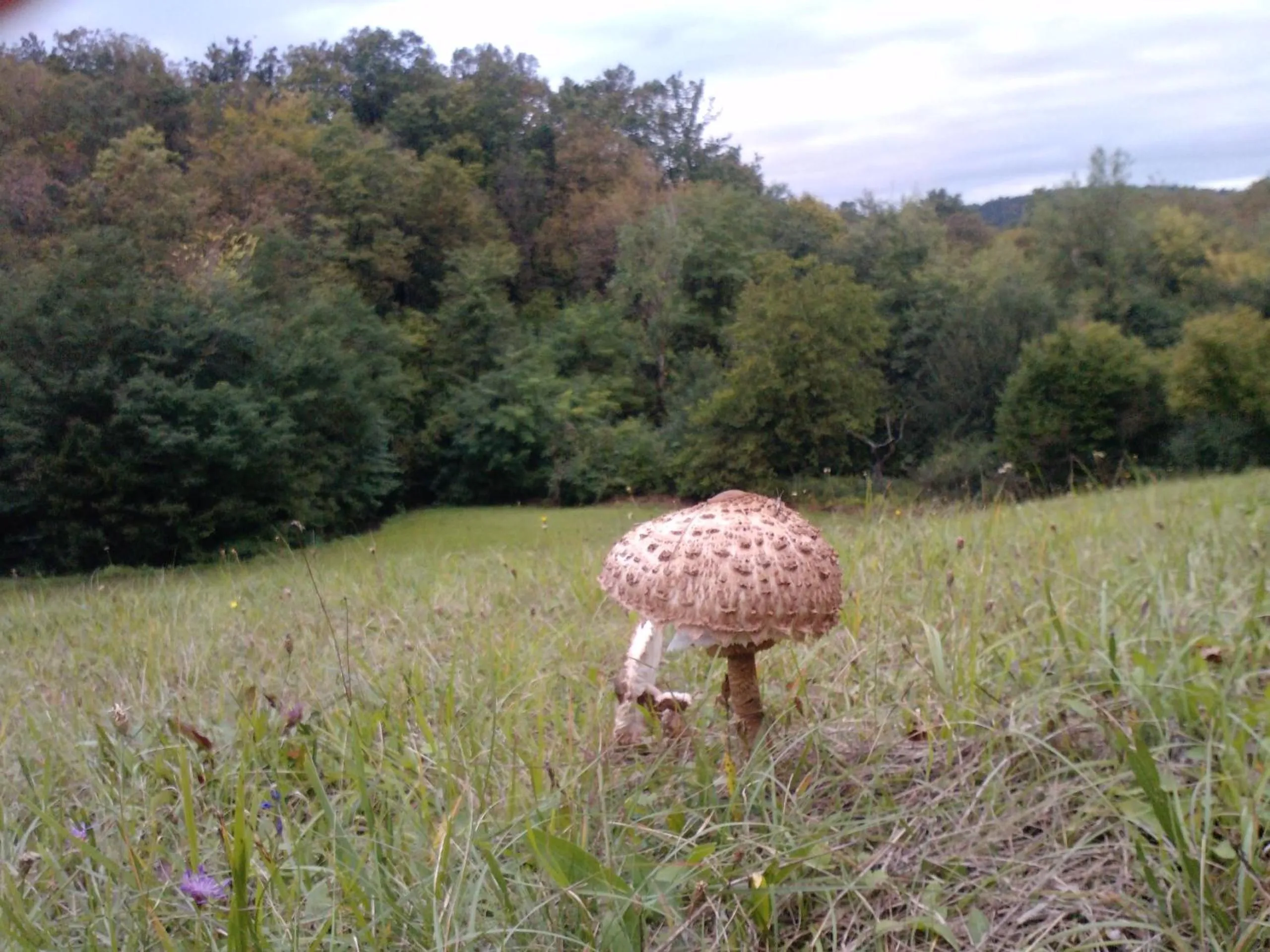 Natural landscape in Osterija Na Planinci