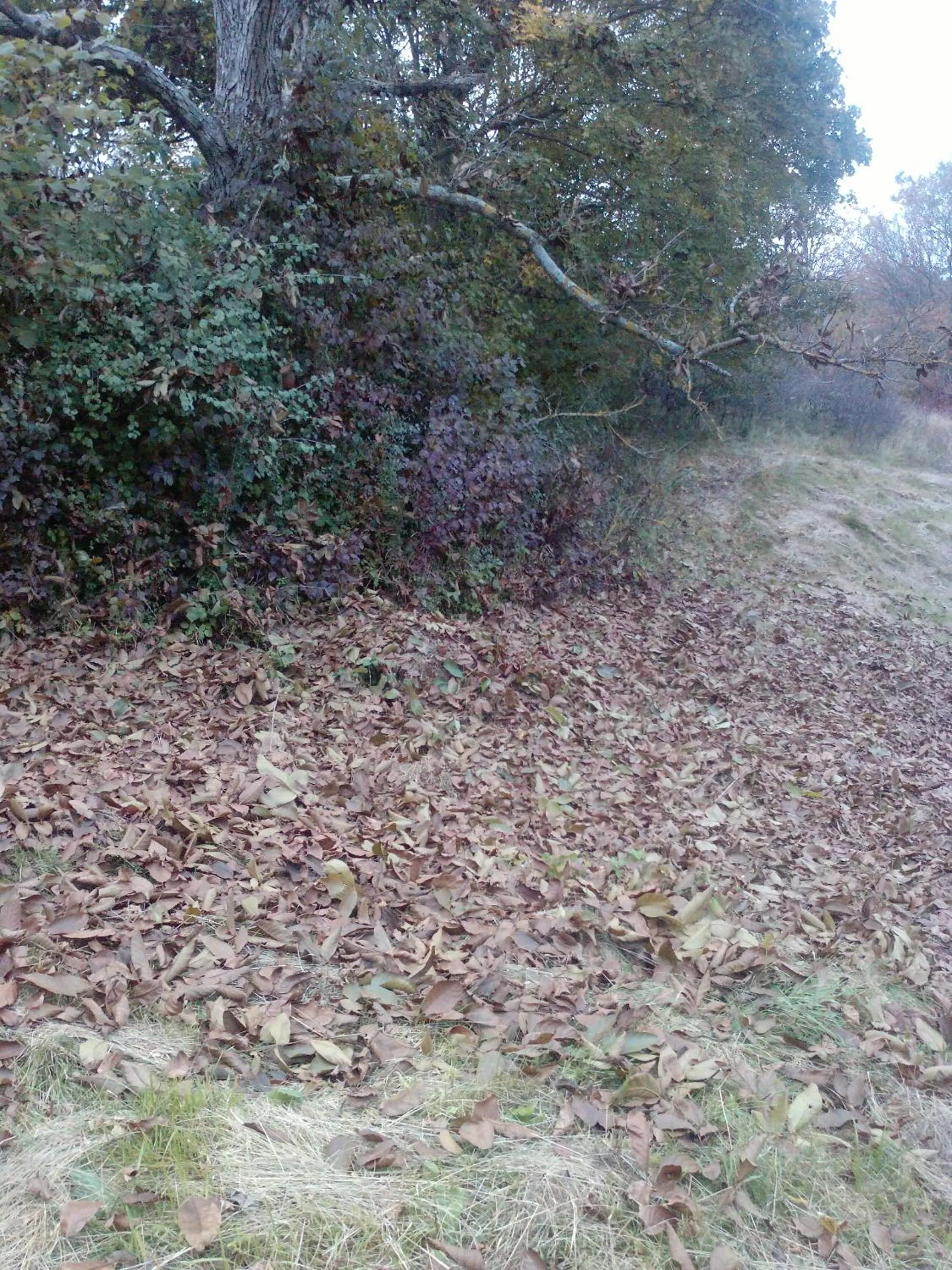 Natural landscape in Osterija Na Planinci