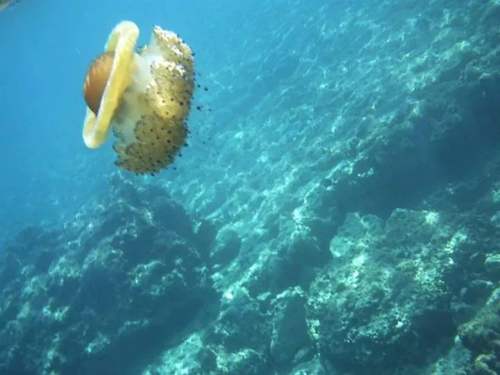 Snorkeling in Riccio di Mare - Large and bright flat on the sea