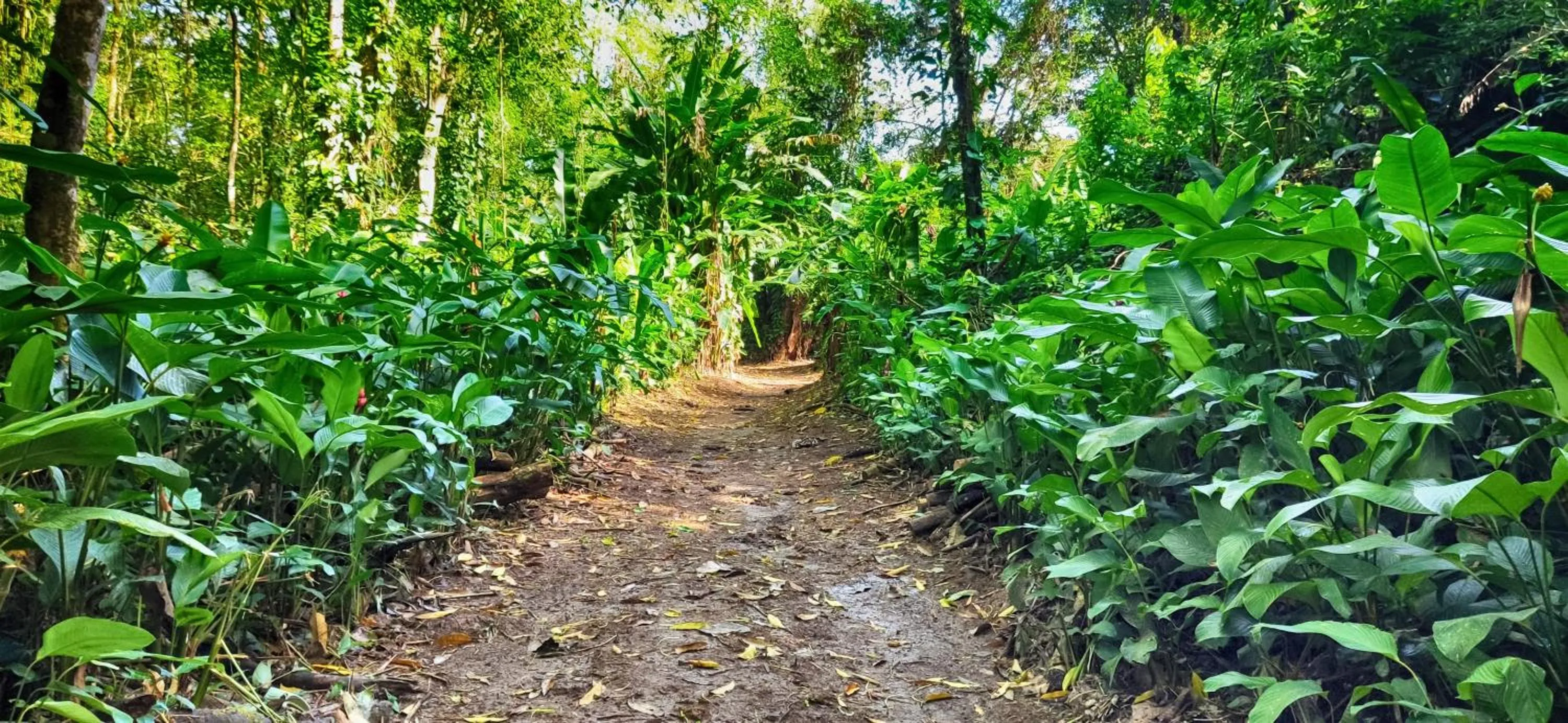Natural landscape in Gran Gavilán del Sarapiquí Lodge