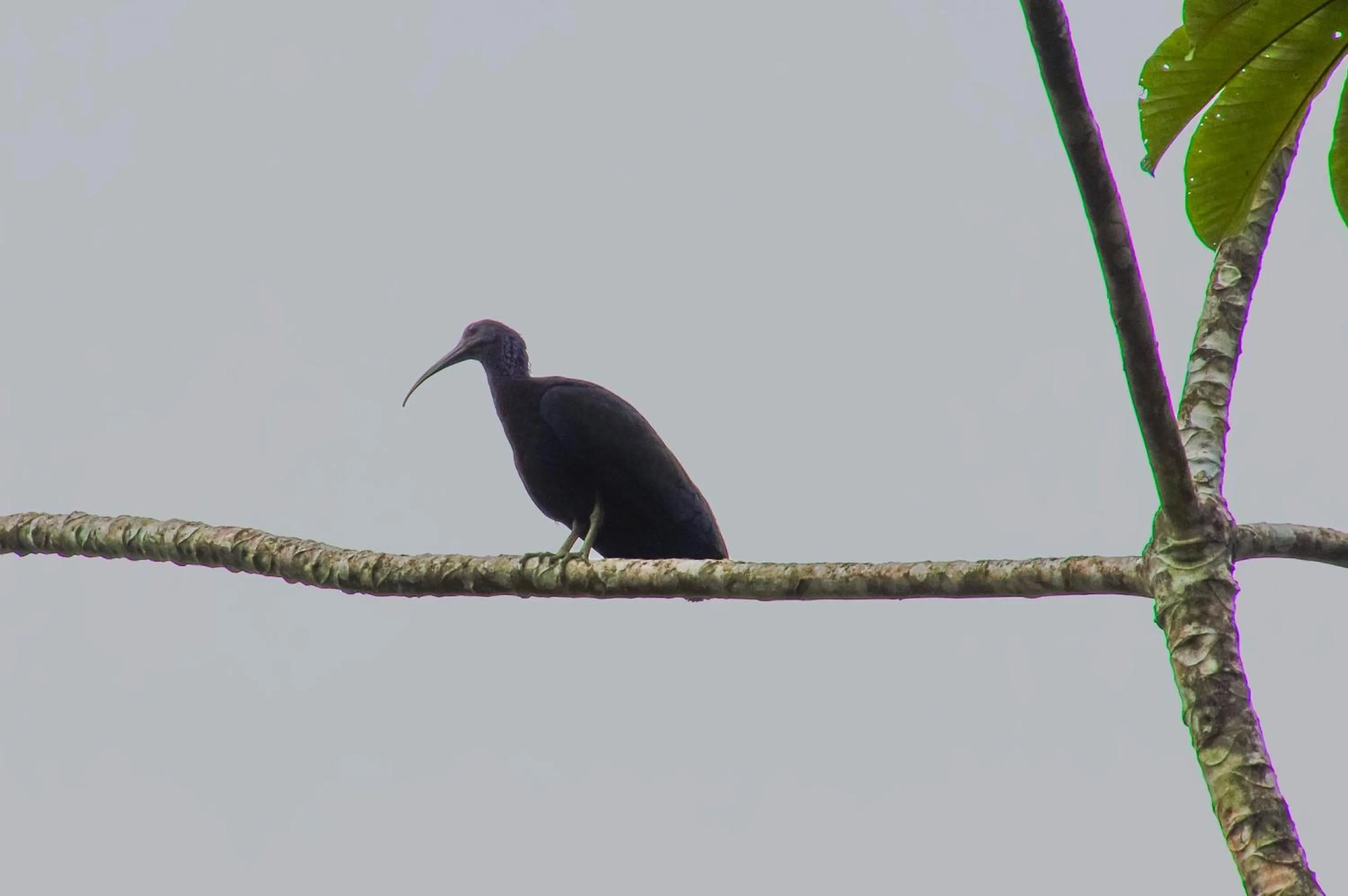 Activities in Gran Gavilán del Sarapiquí Lodge
