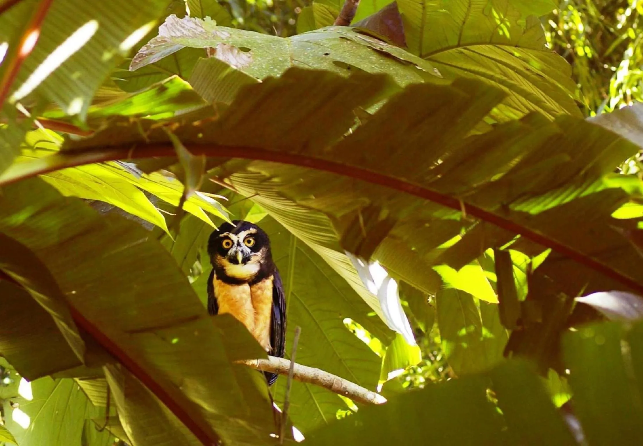 Natural landscape in Gran Gavilán del Sarapiquí Lodge