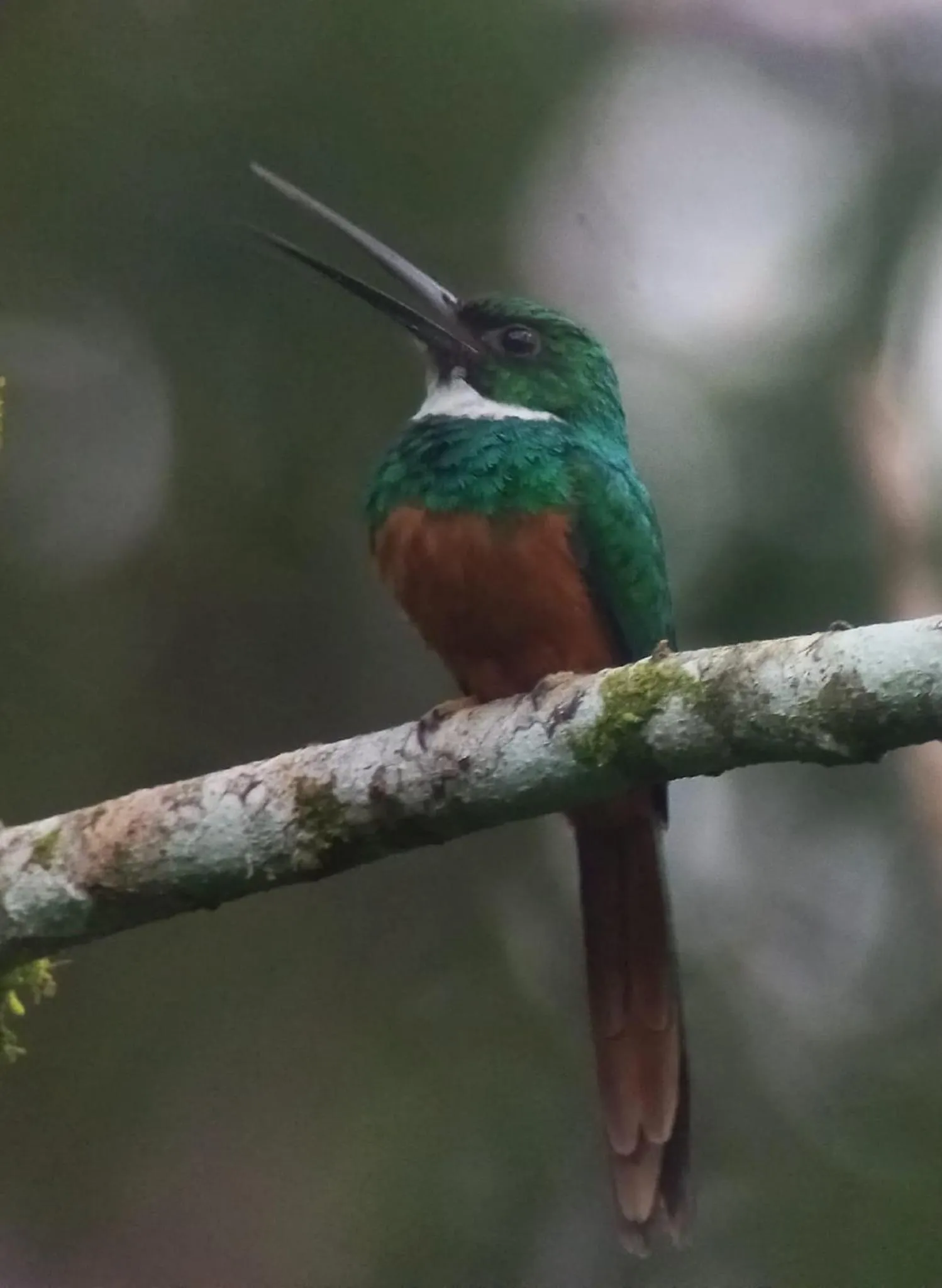 Animals in Gran Gavilán del Sarapiquí Lodge