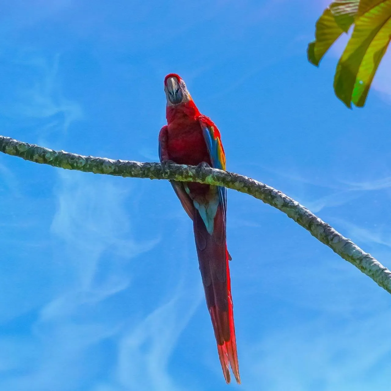 Animals in Gran Gavilán del Sarapiquí Lodge