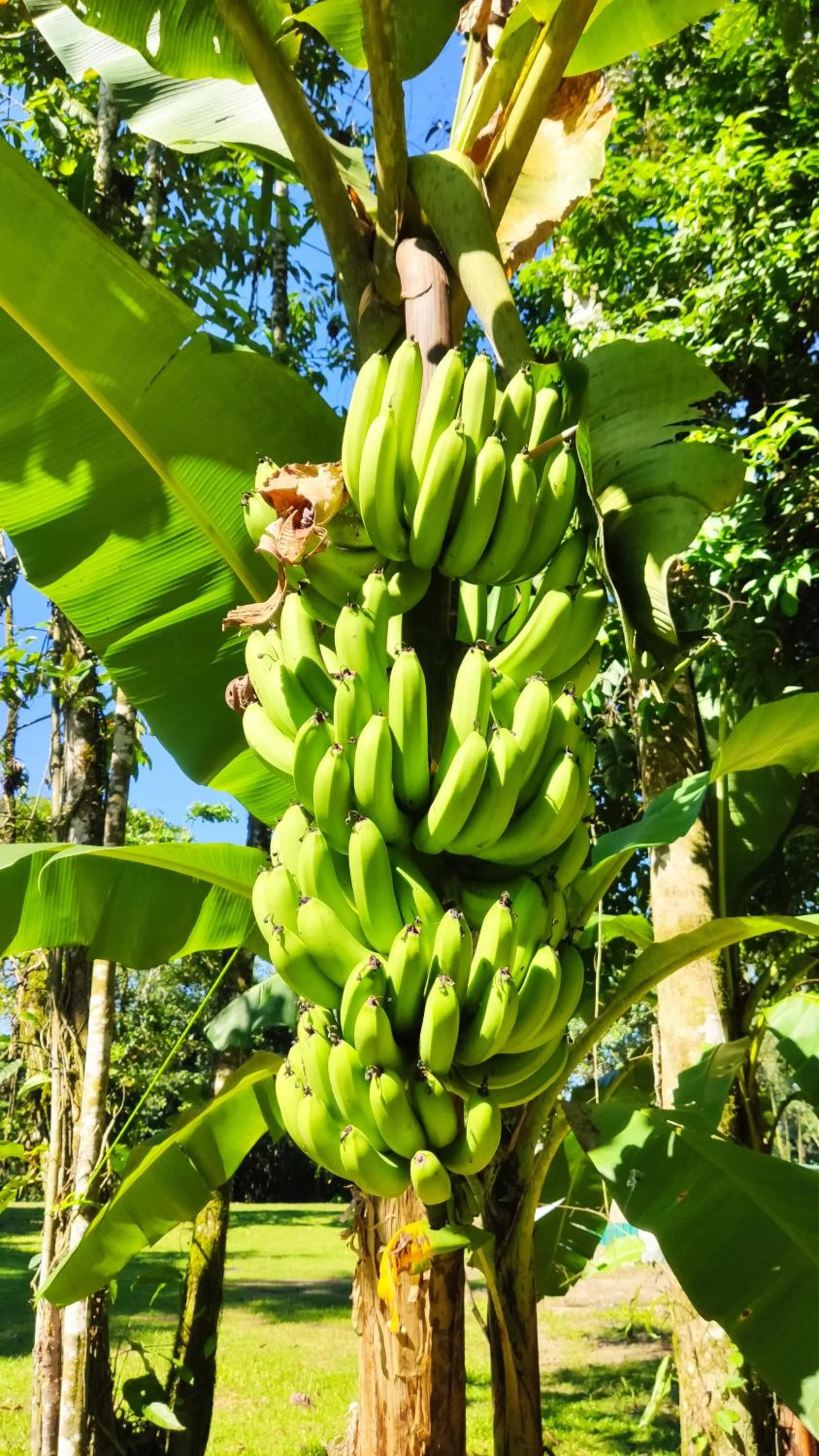 Garden in Gran Gavilán del Sarapiquí Lodge