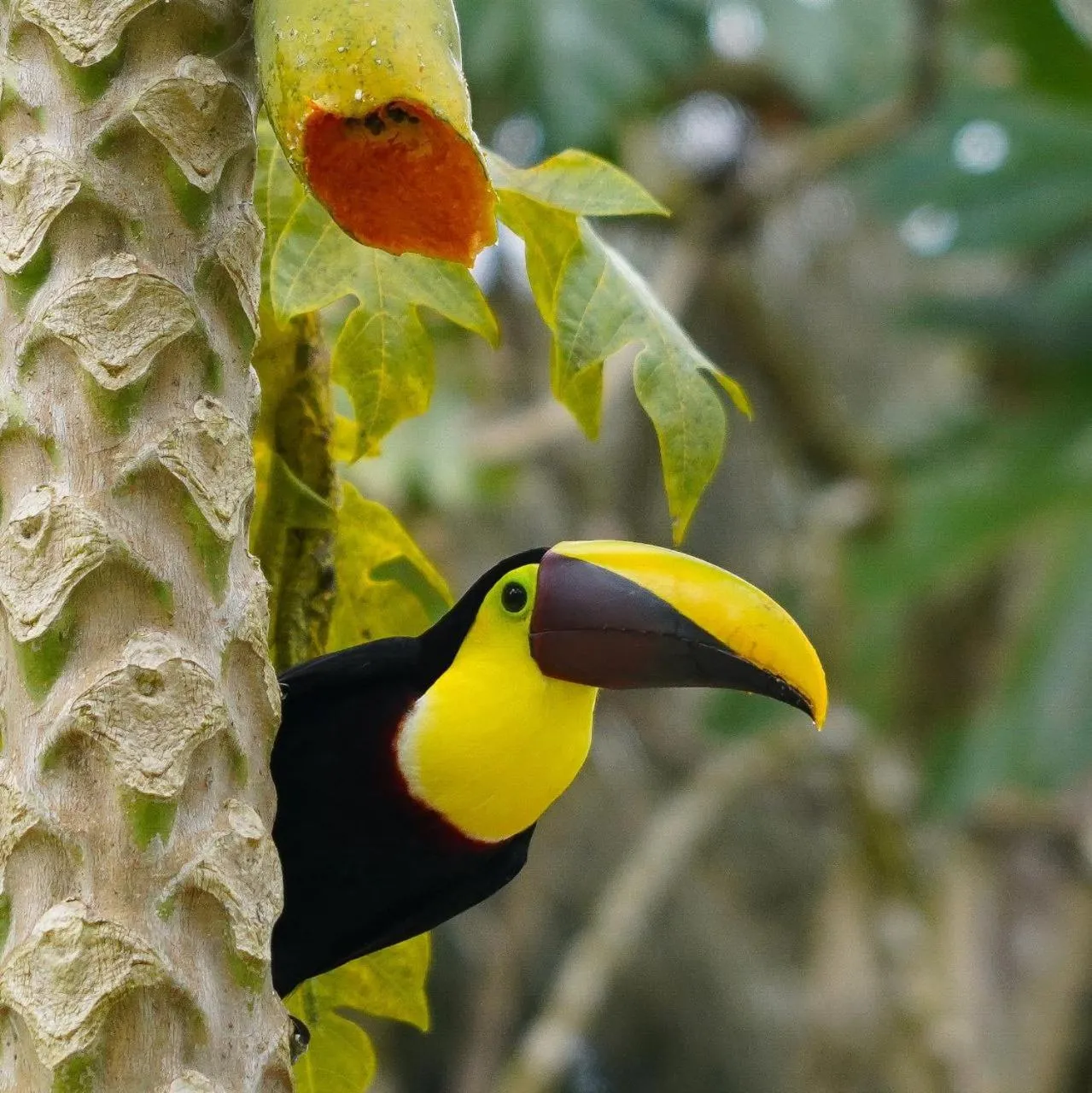 Animals in Gran Gavilán del Sarapiquí Lodge