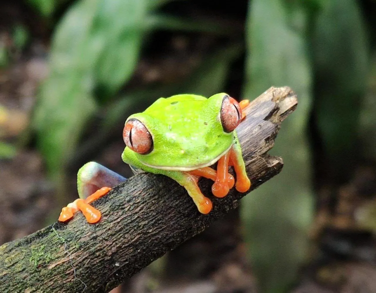 Animals in Gran Gavilán del Sarapiquí Lodge