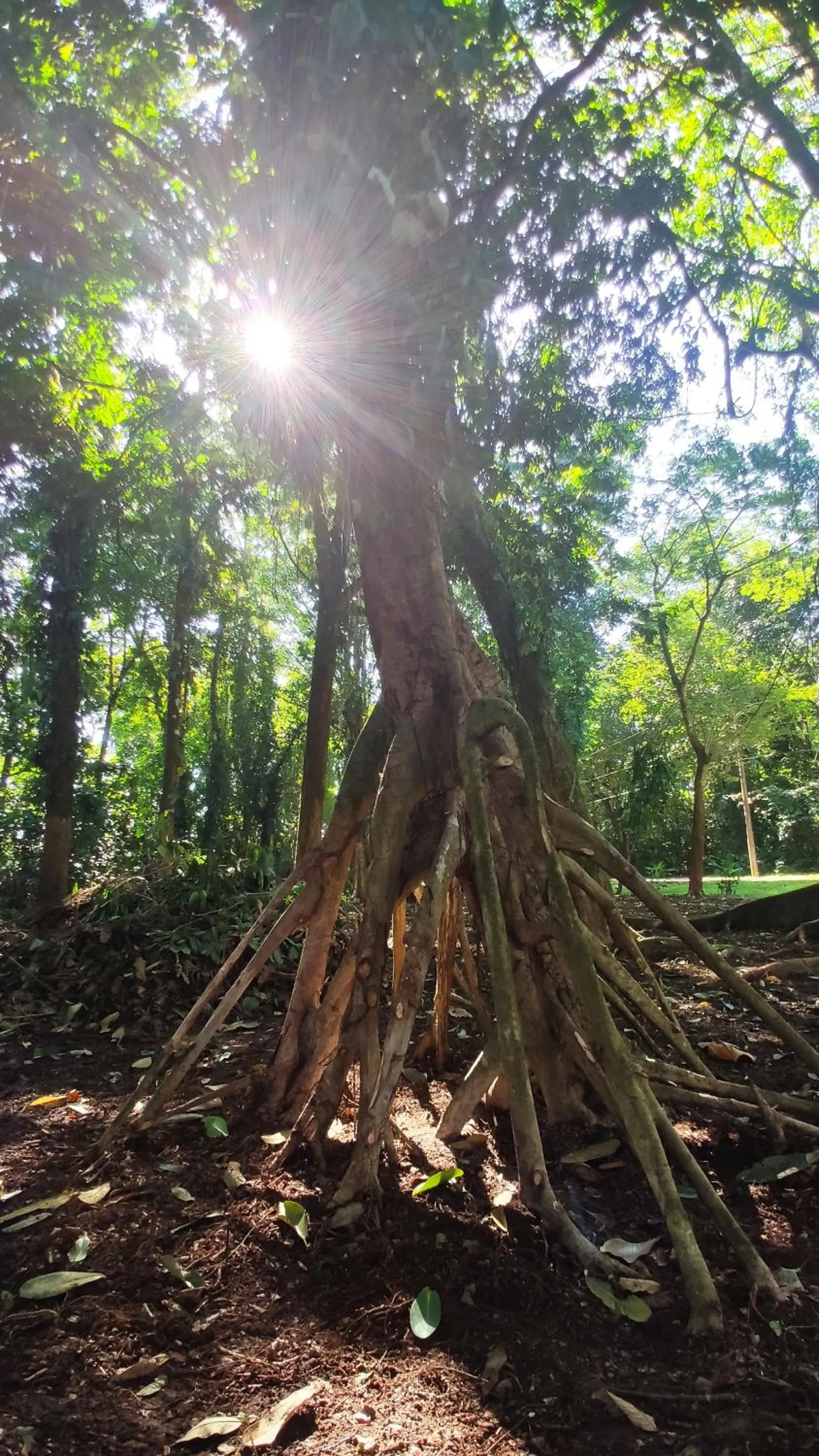 Natural landscape in Gran Gavilán del Sarapiquí Lodge