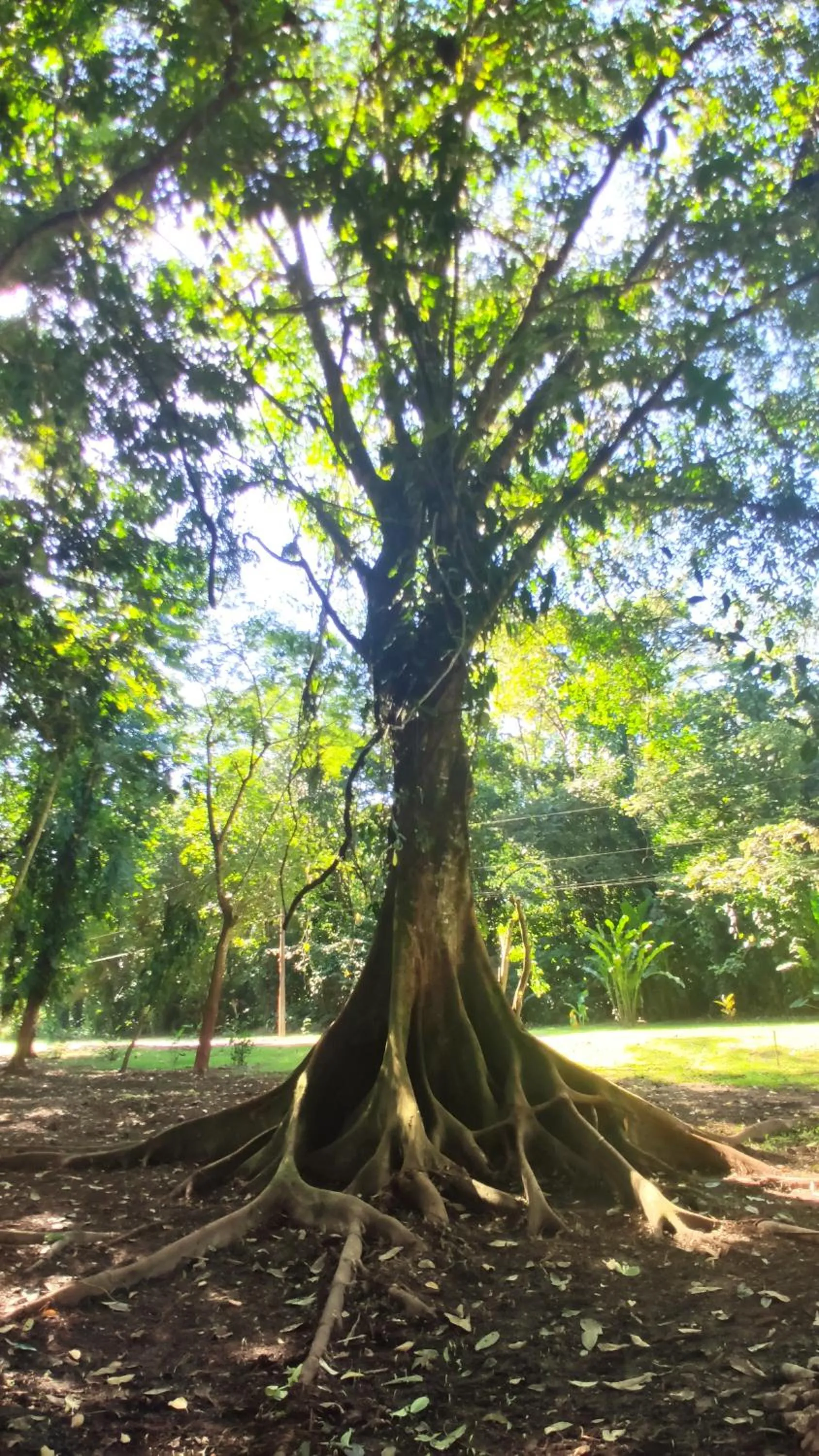 Natural landscape in Gran Gavilán del Sarapiquí Lodge