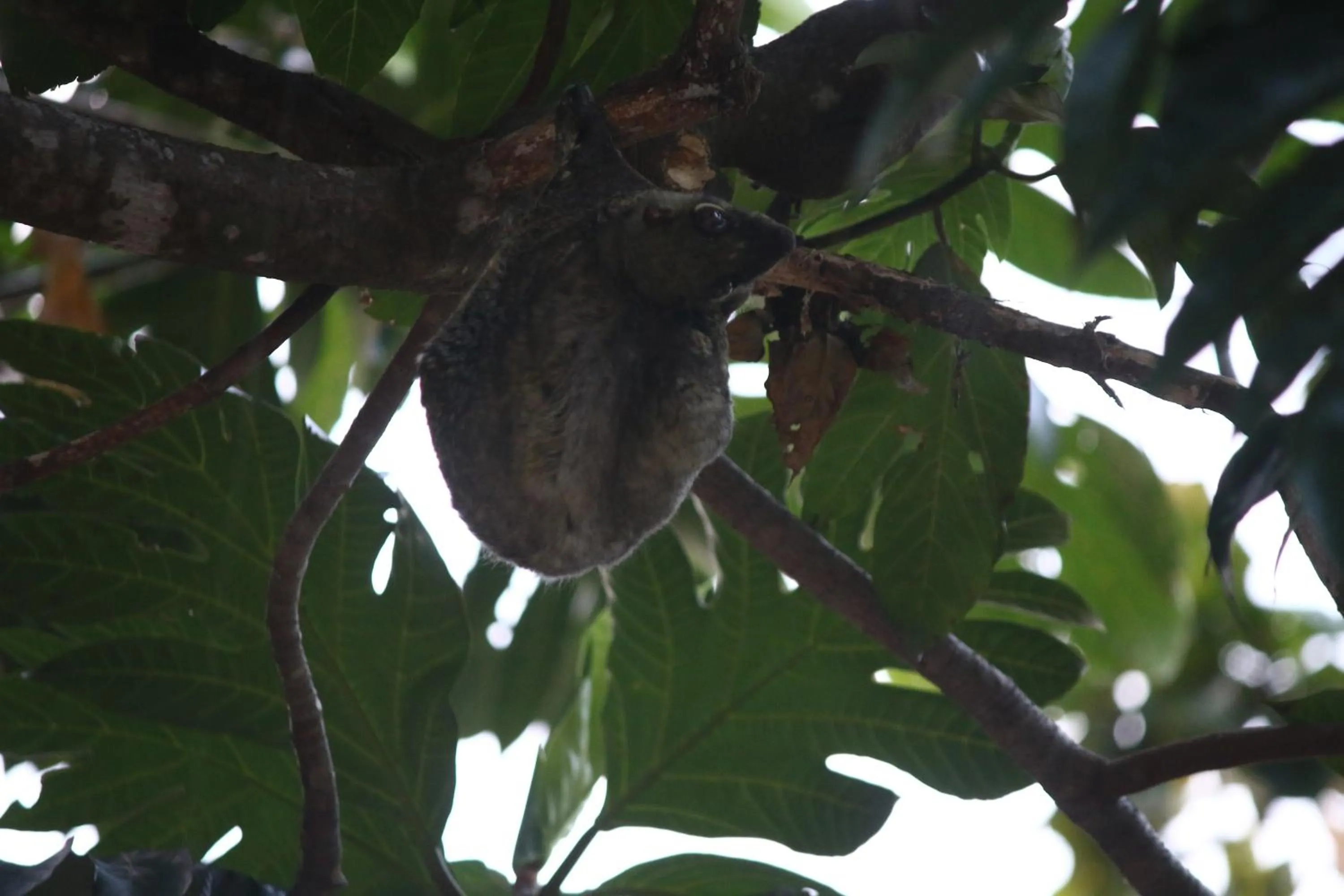 Animals in The Barat Perhentian