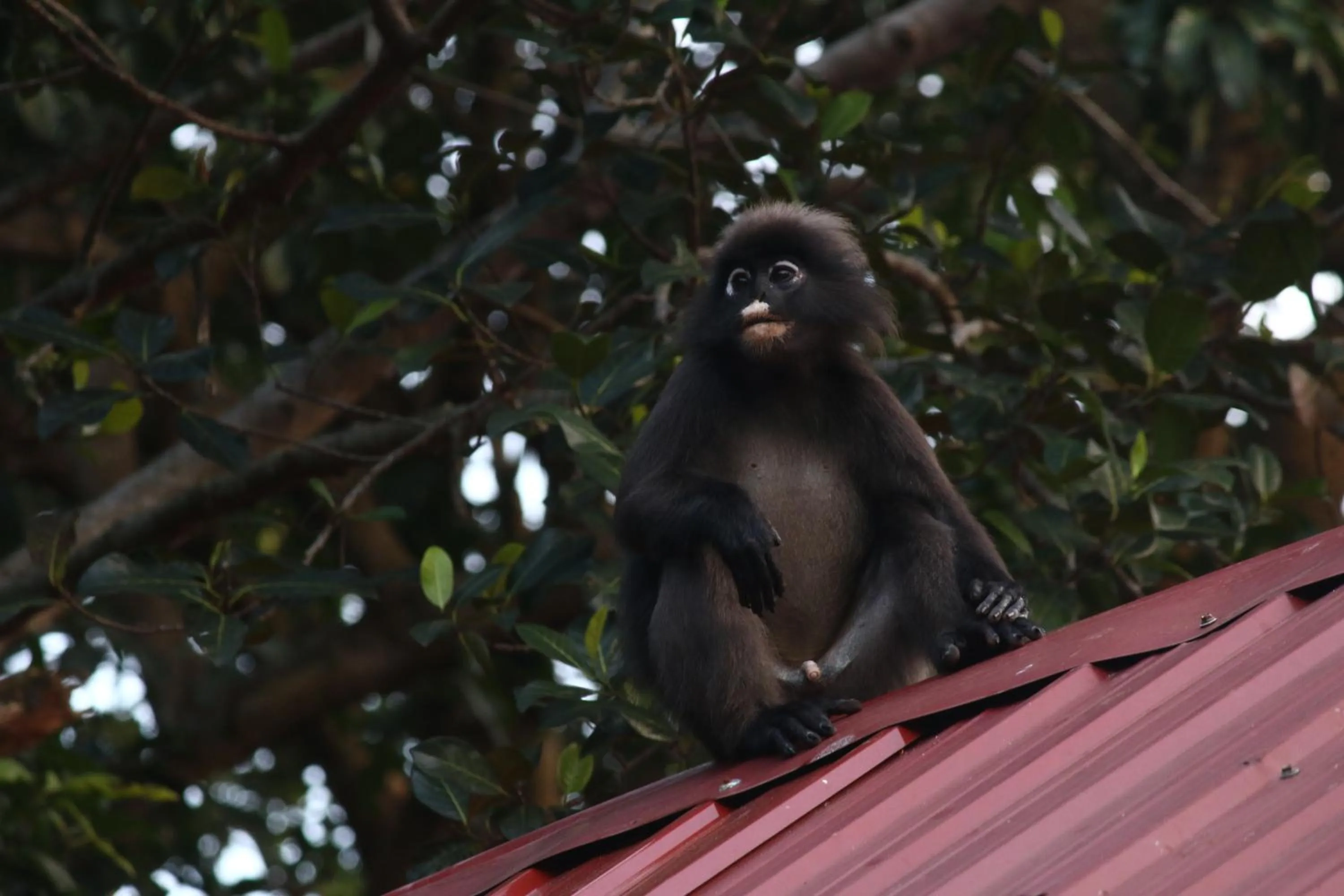 Animals in The Barat Perhentian