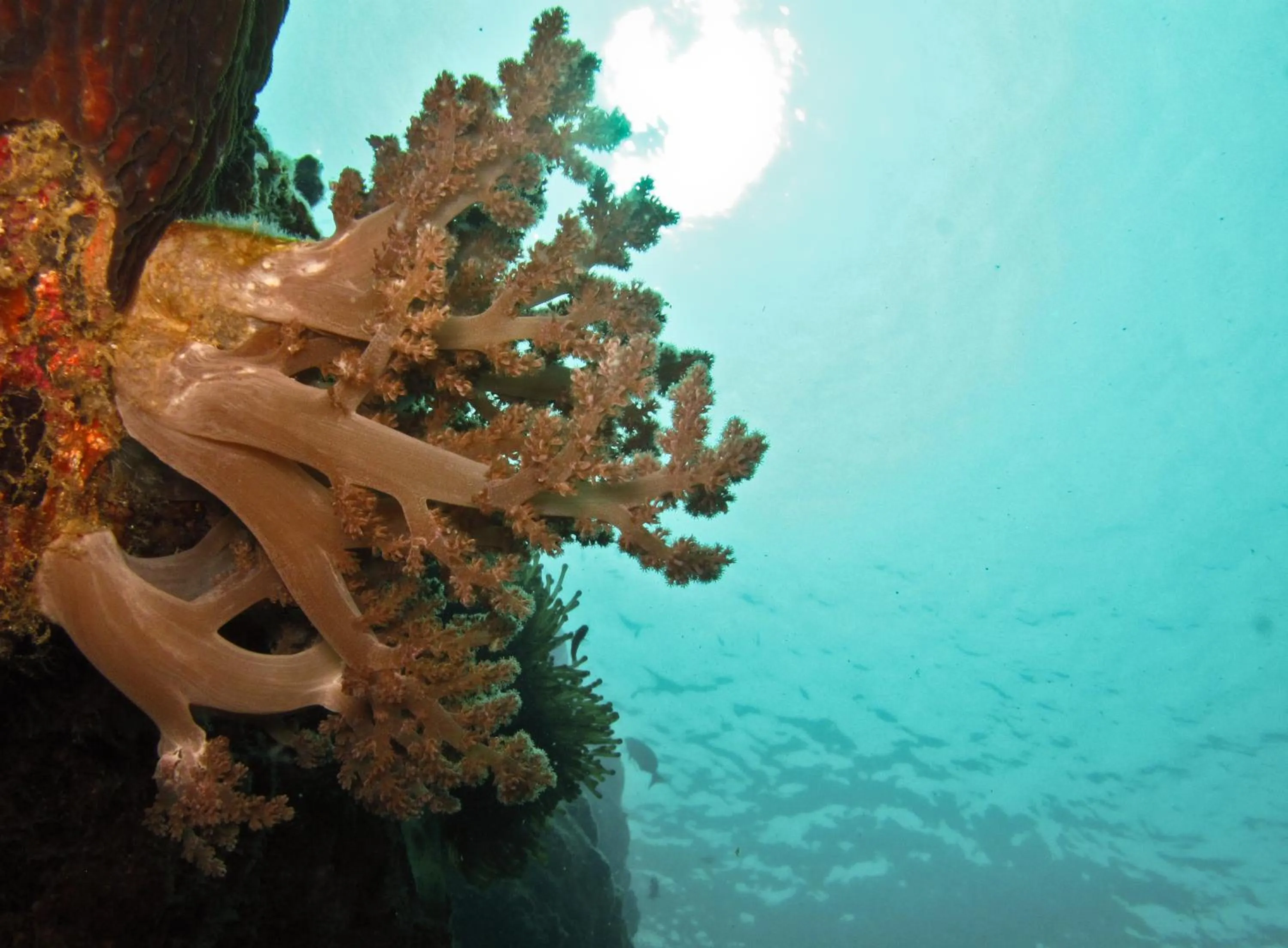 Snorkeling in The Barat Perhentian