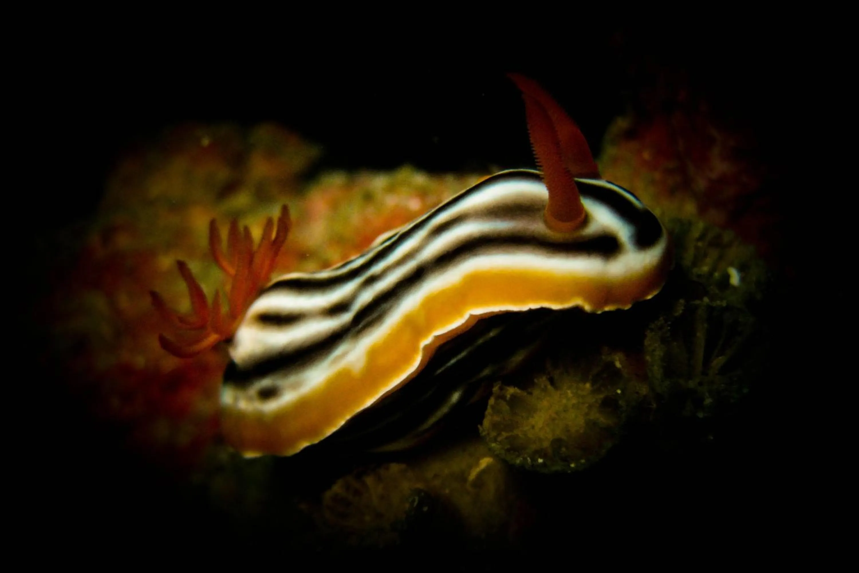 Diving in The Barat Perhentian