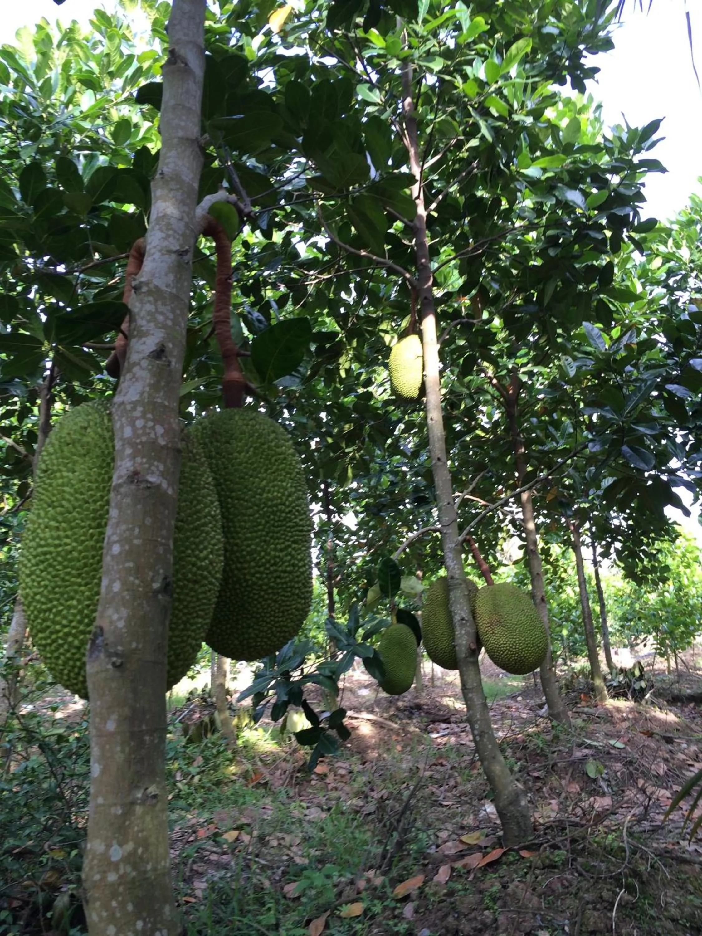 Area and facilities in The Durian Lodge at Mekong