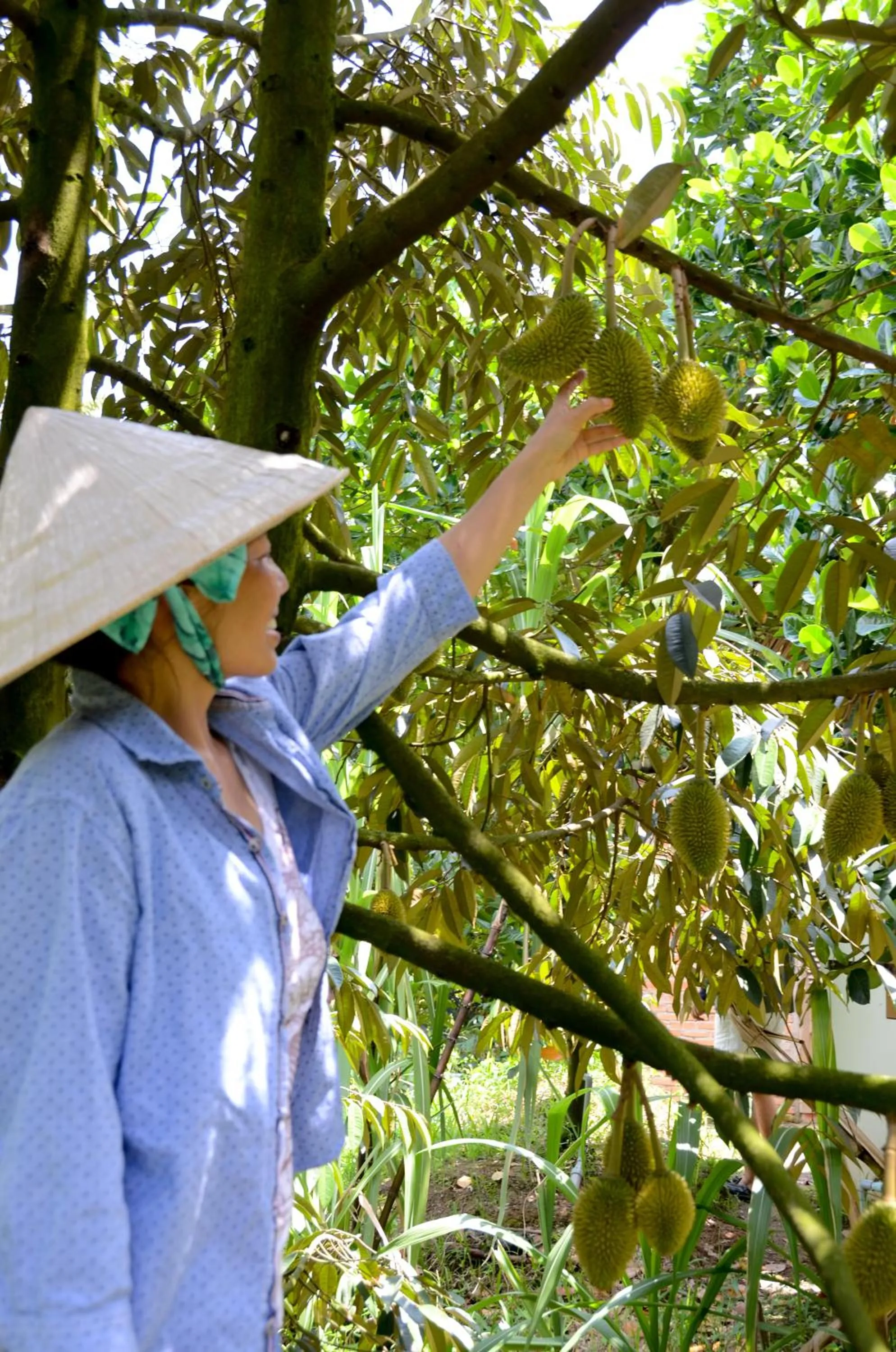 Day in The Durian Lodge at Mekong