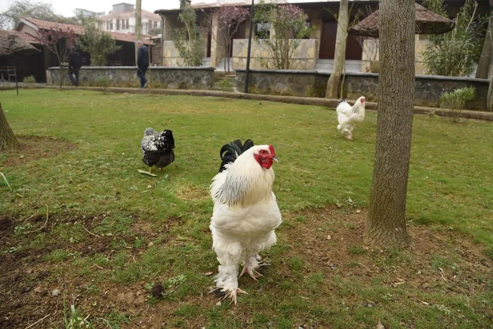 Garden in Fener Motel