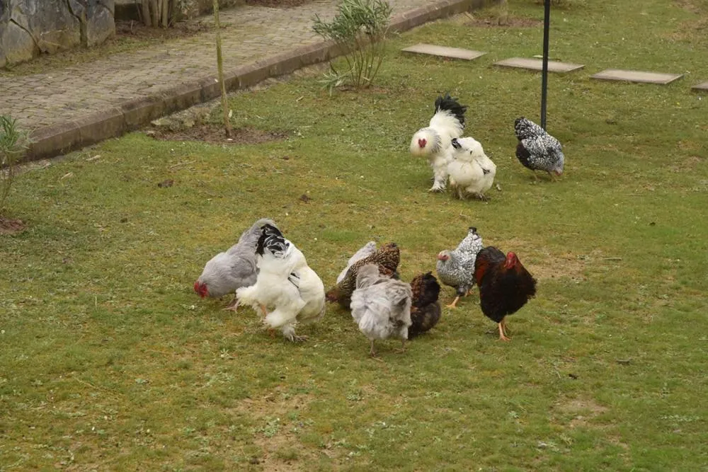 Garden view in Fener Motel