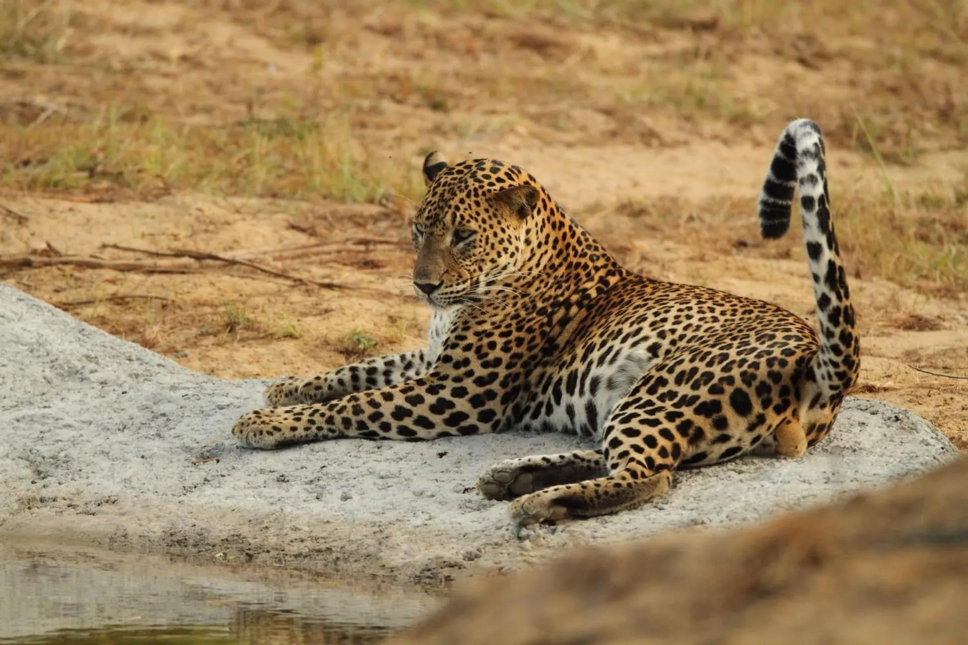 Animals in Lake Wind Resort