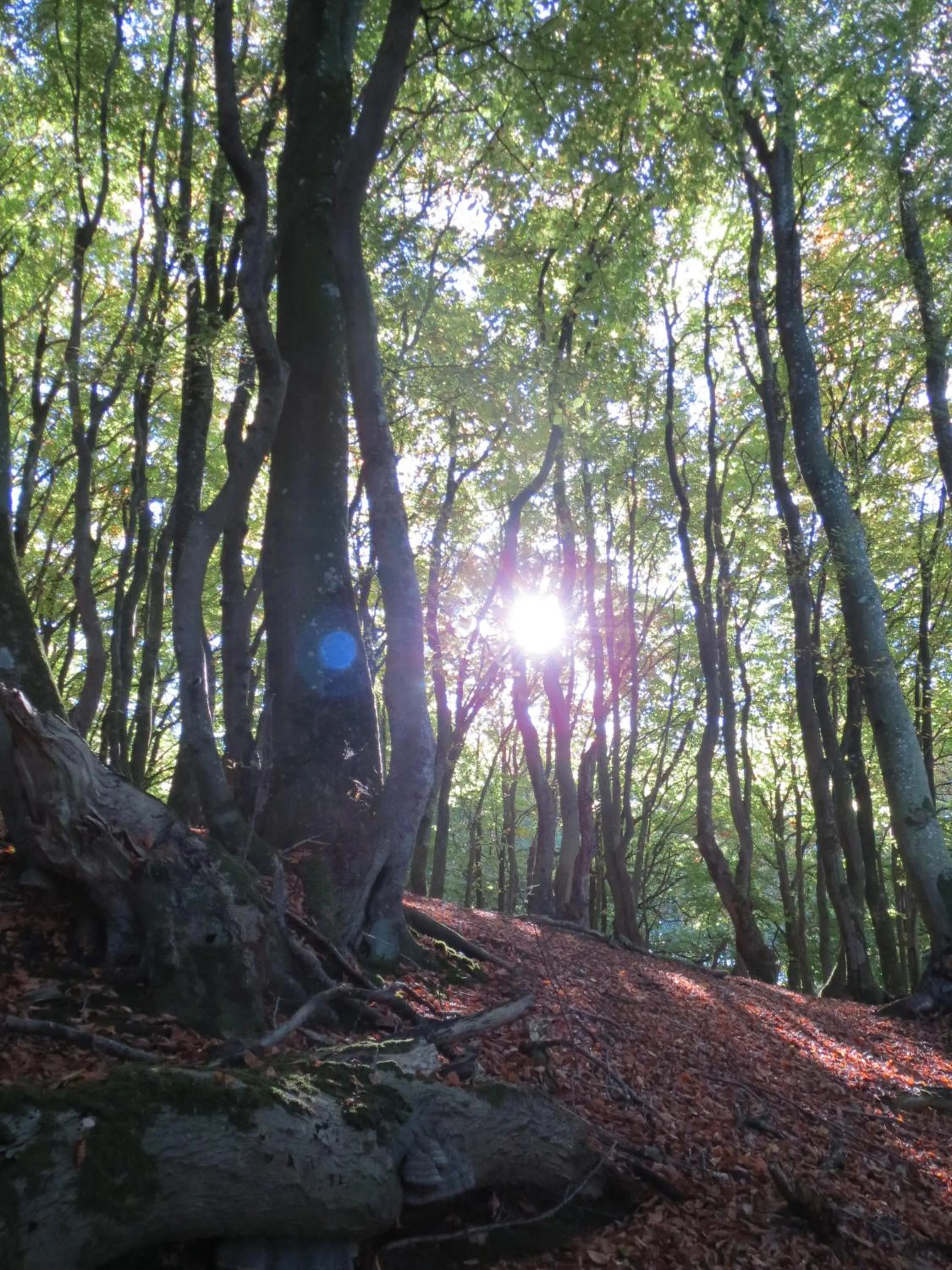 Area and facilities in Danhostel Rebild