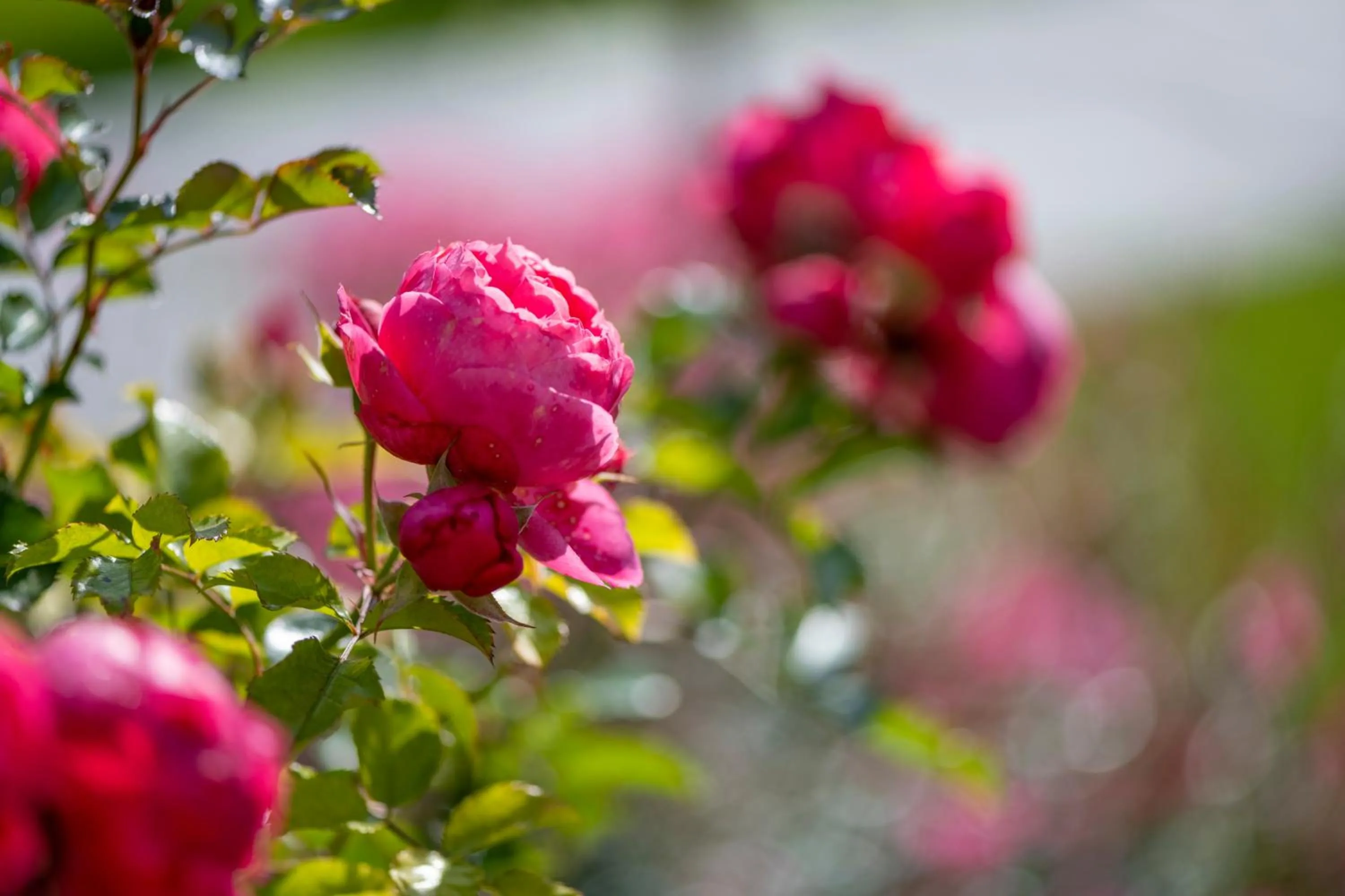 Hotel Garni Villa Rosengarten