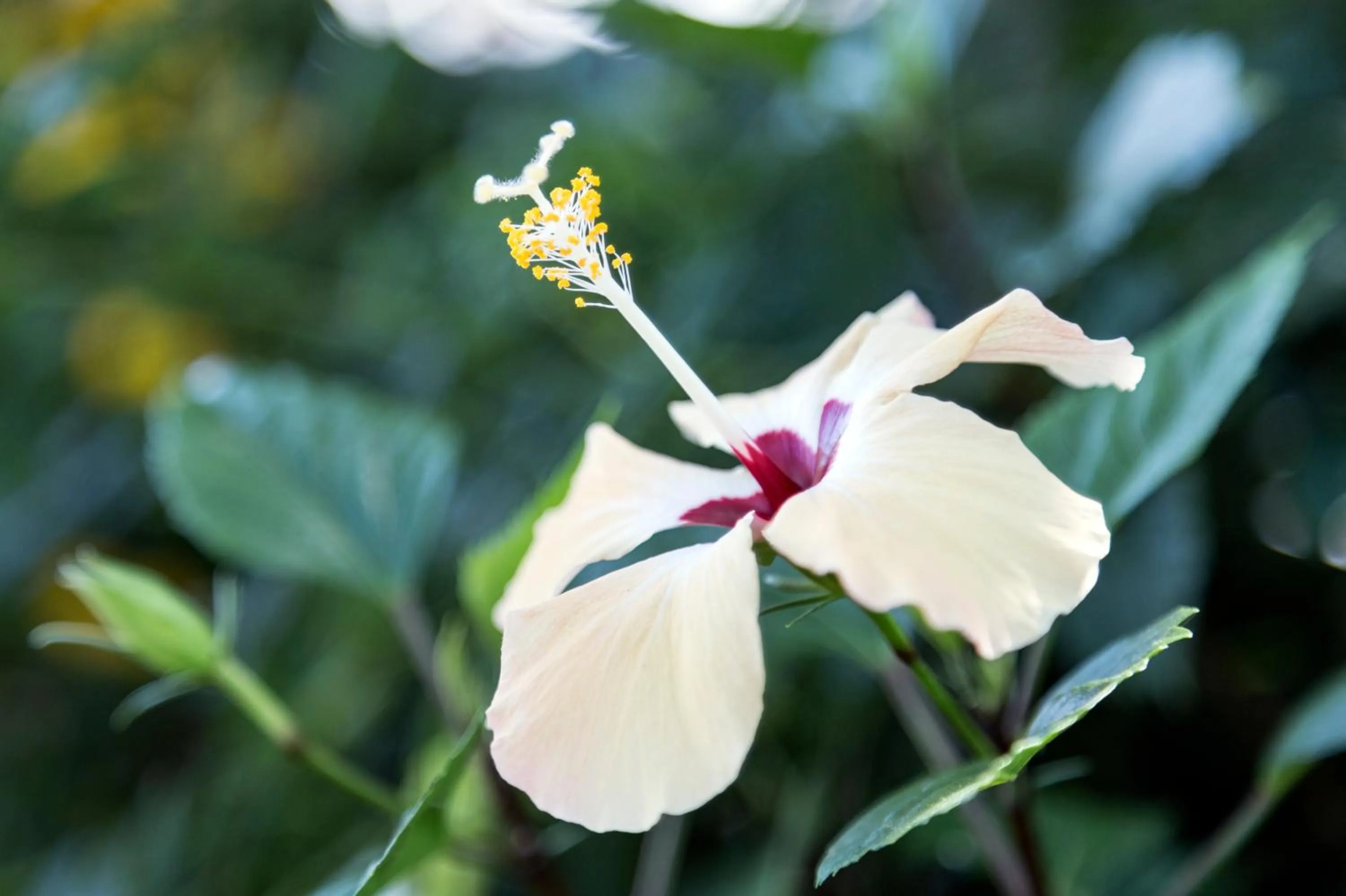 Garden in Happy Days