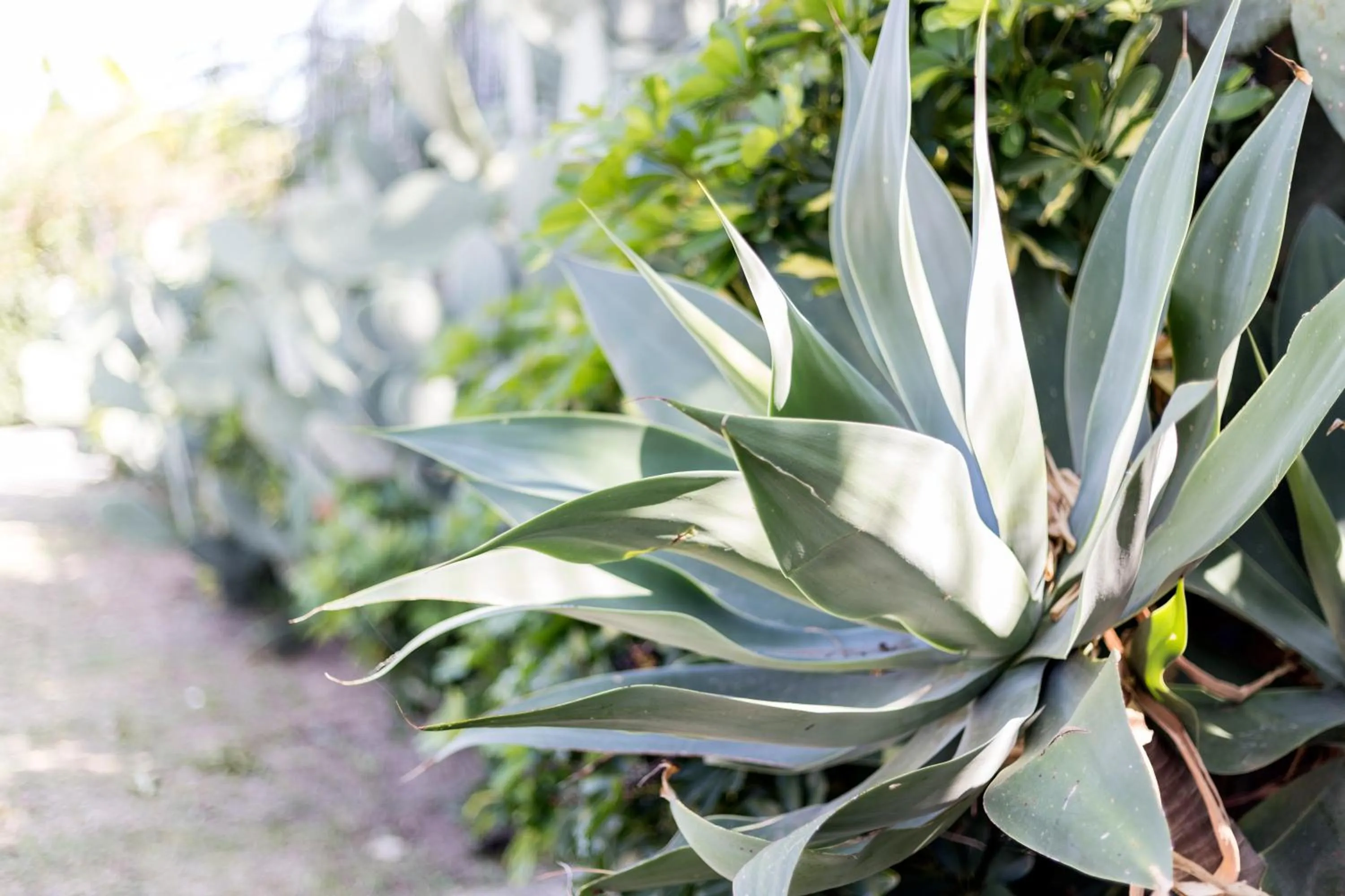 Garden in Happy Days