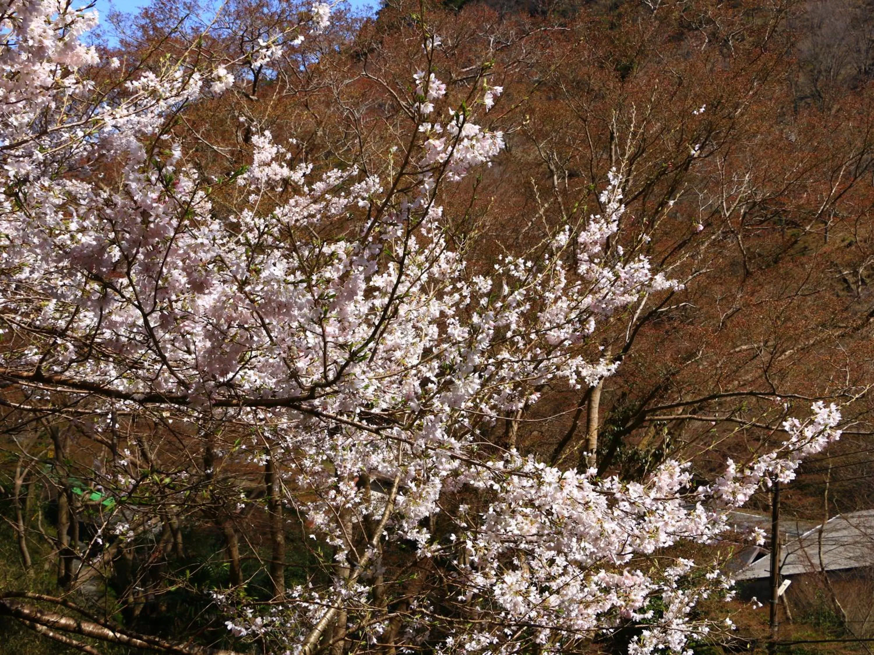 Nearby landmark in Miyoshino Sakuraan