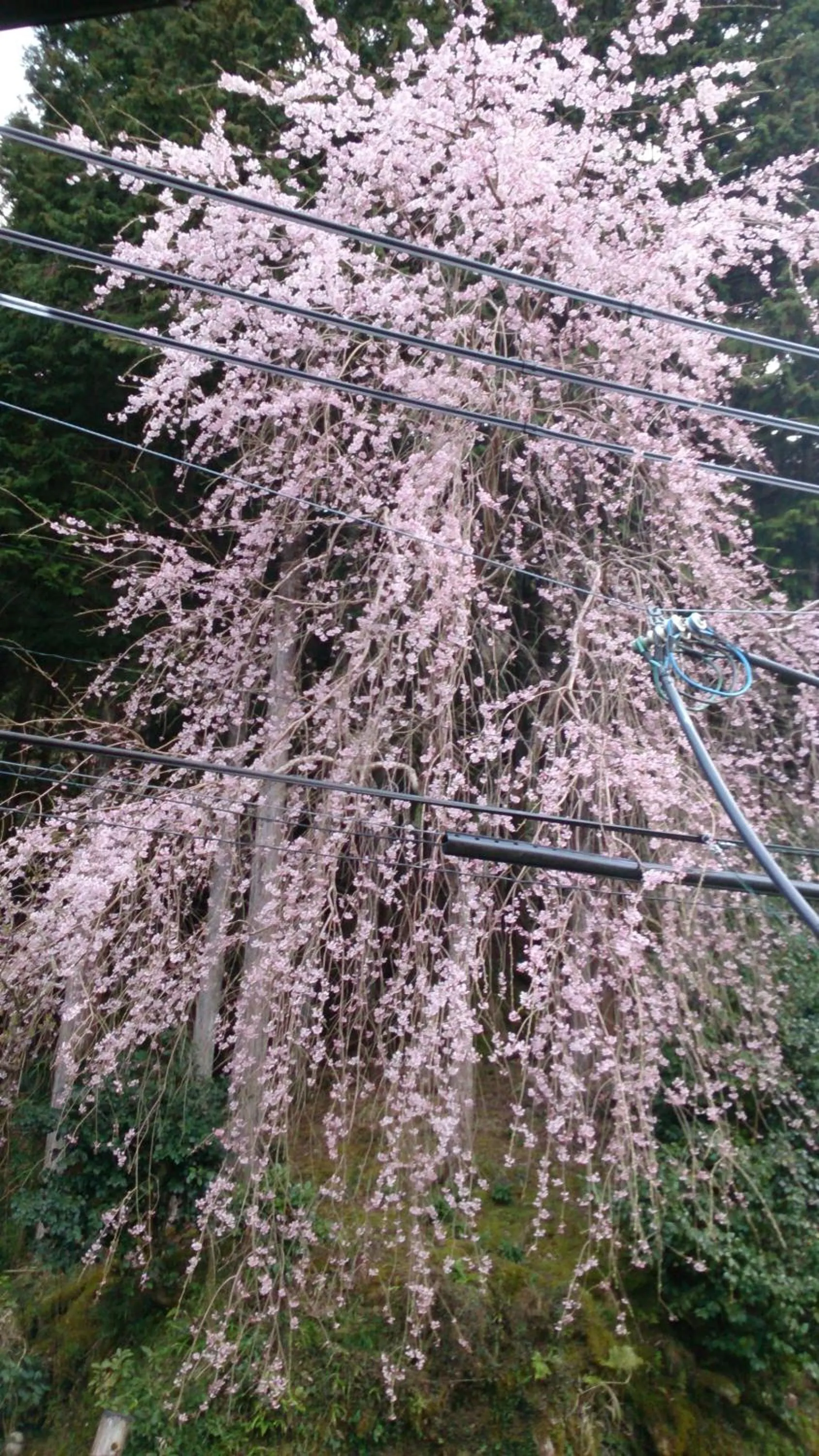 Other in Miyoshino Sakuraan