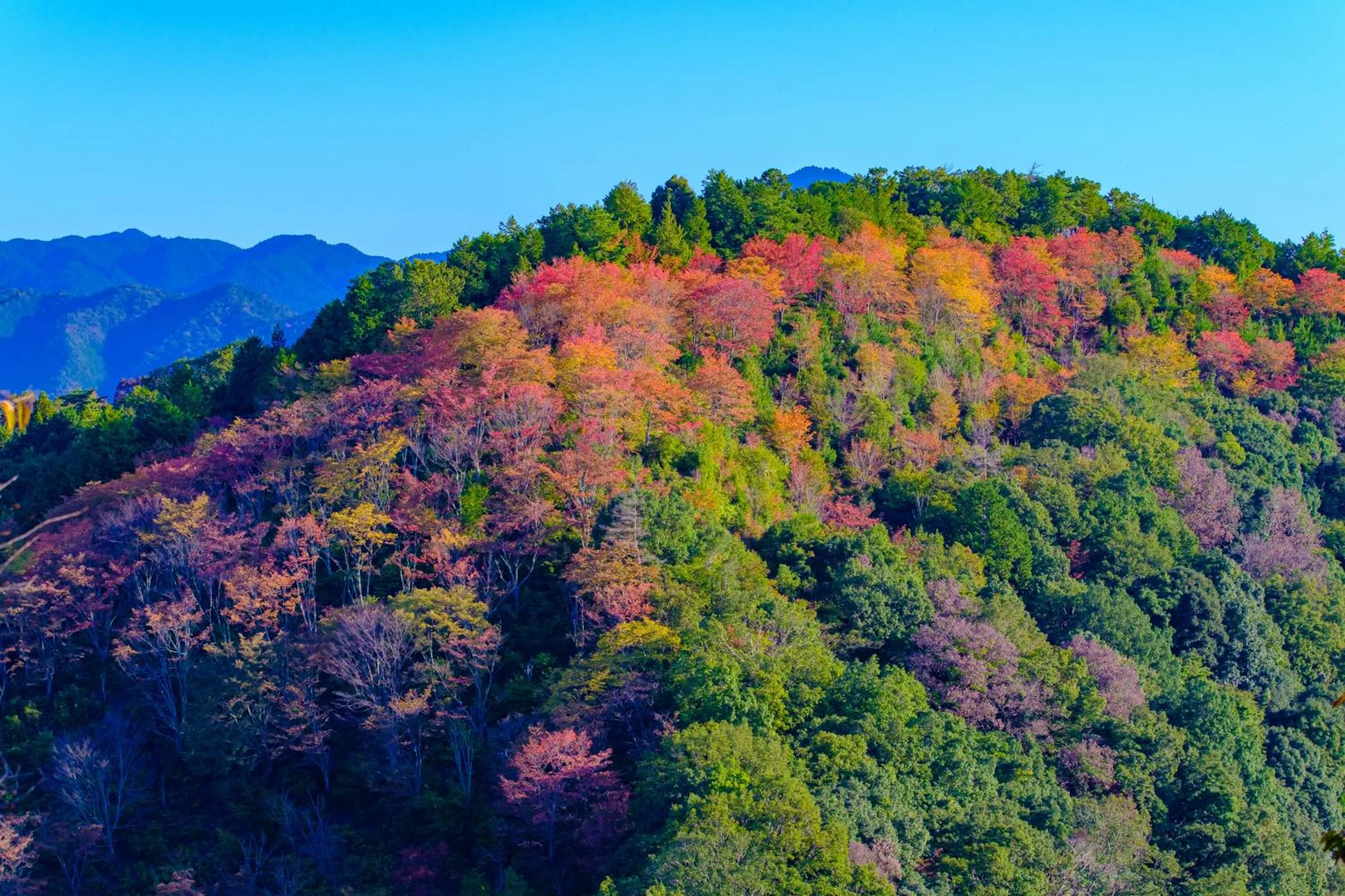 Nearby landmark in Miyoshino Sakuraan