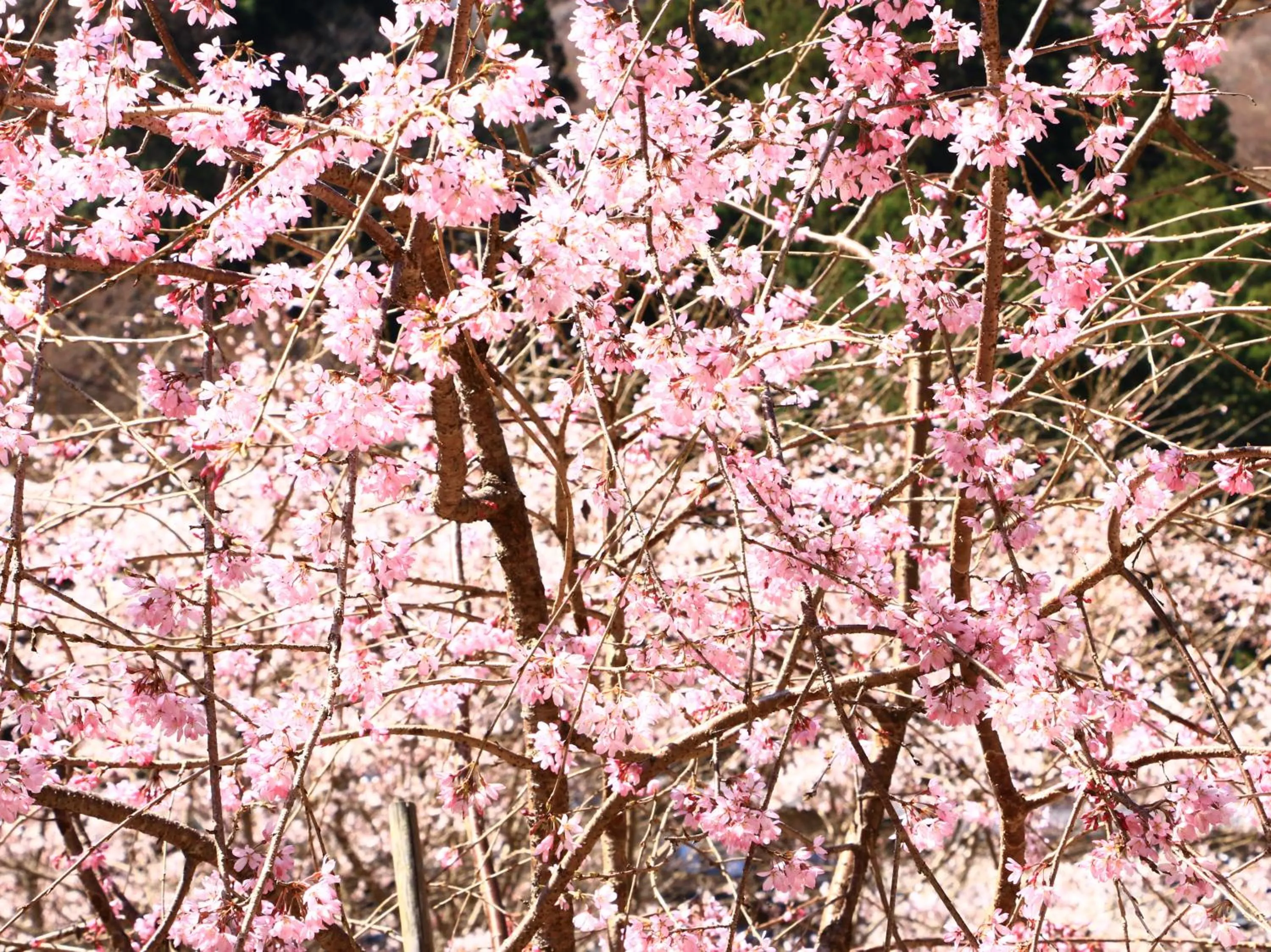 Nearby landmark in Miyoshino Sakuraan