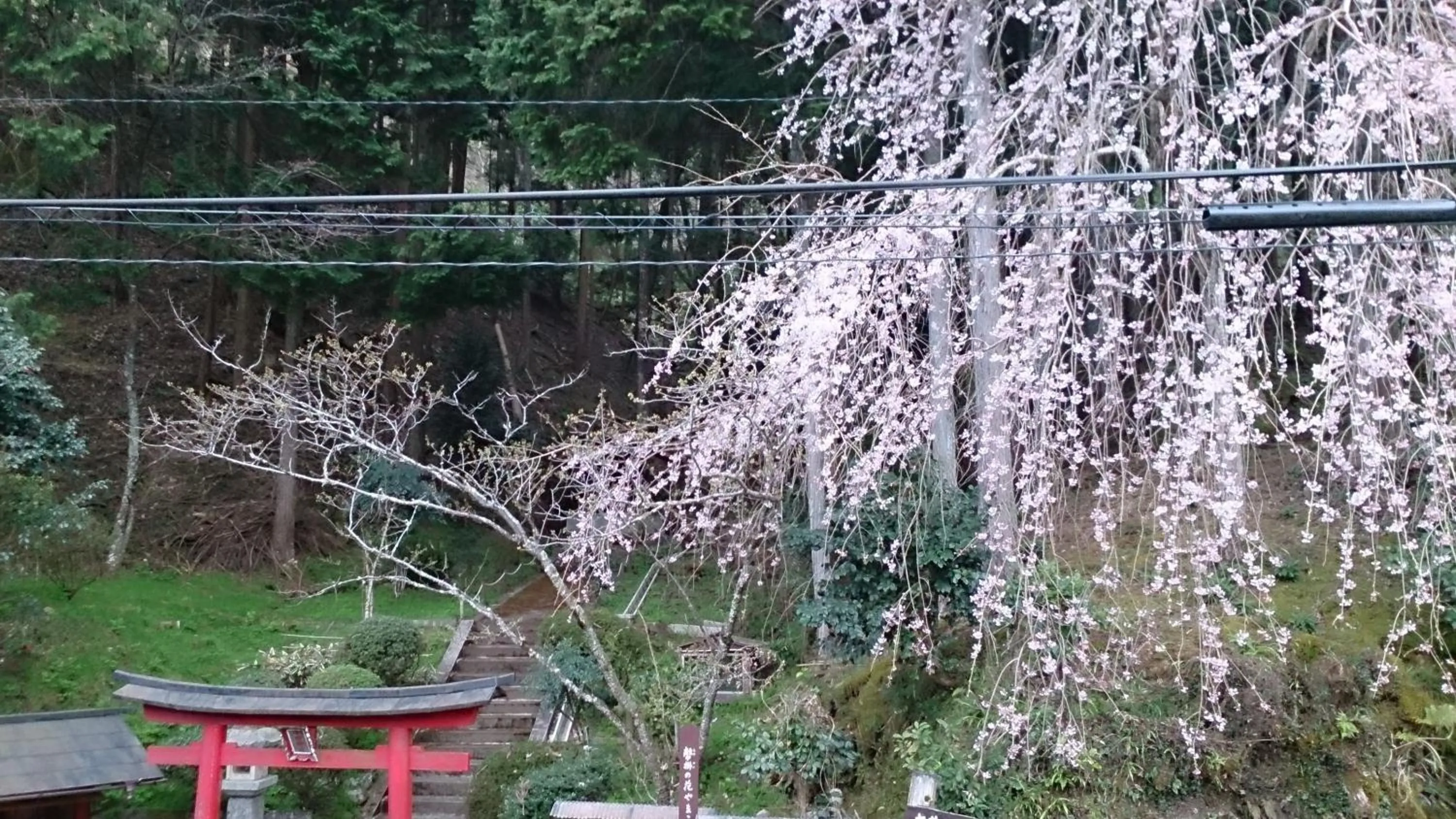 Other in Miyoshino Sakuraan