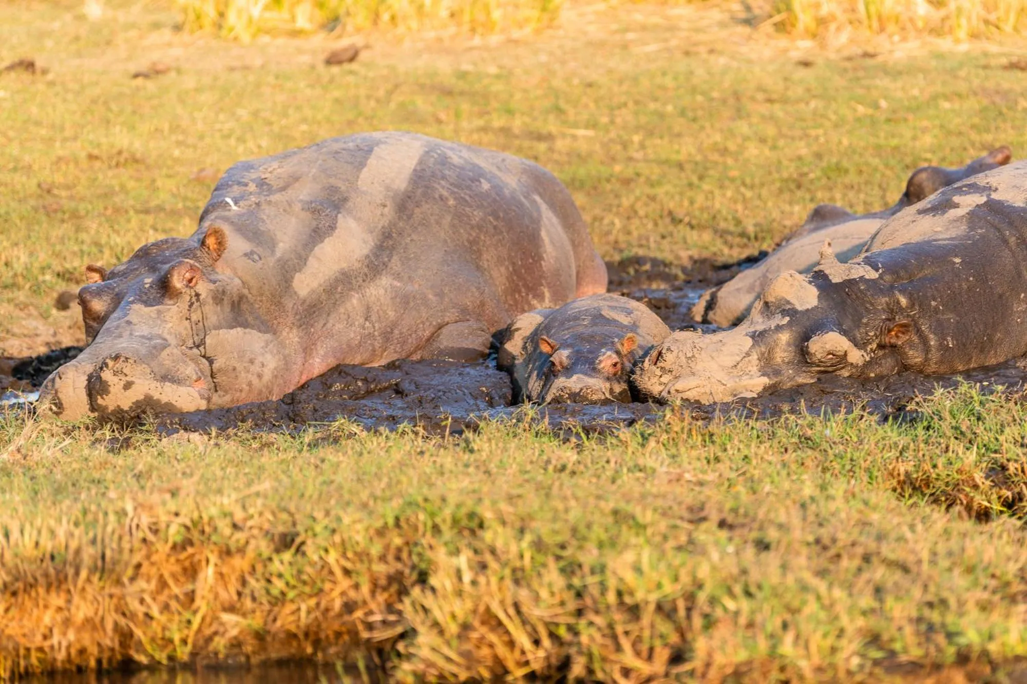 Animals in Chobe Water Villas