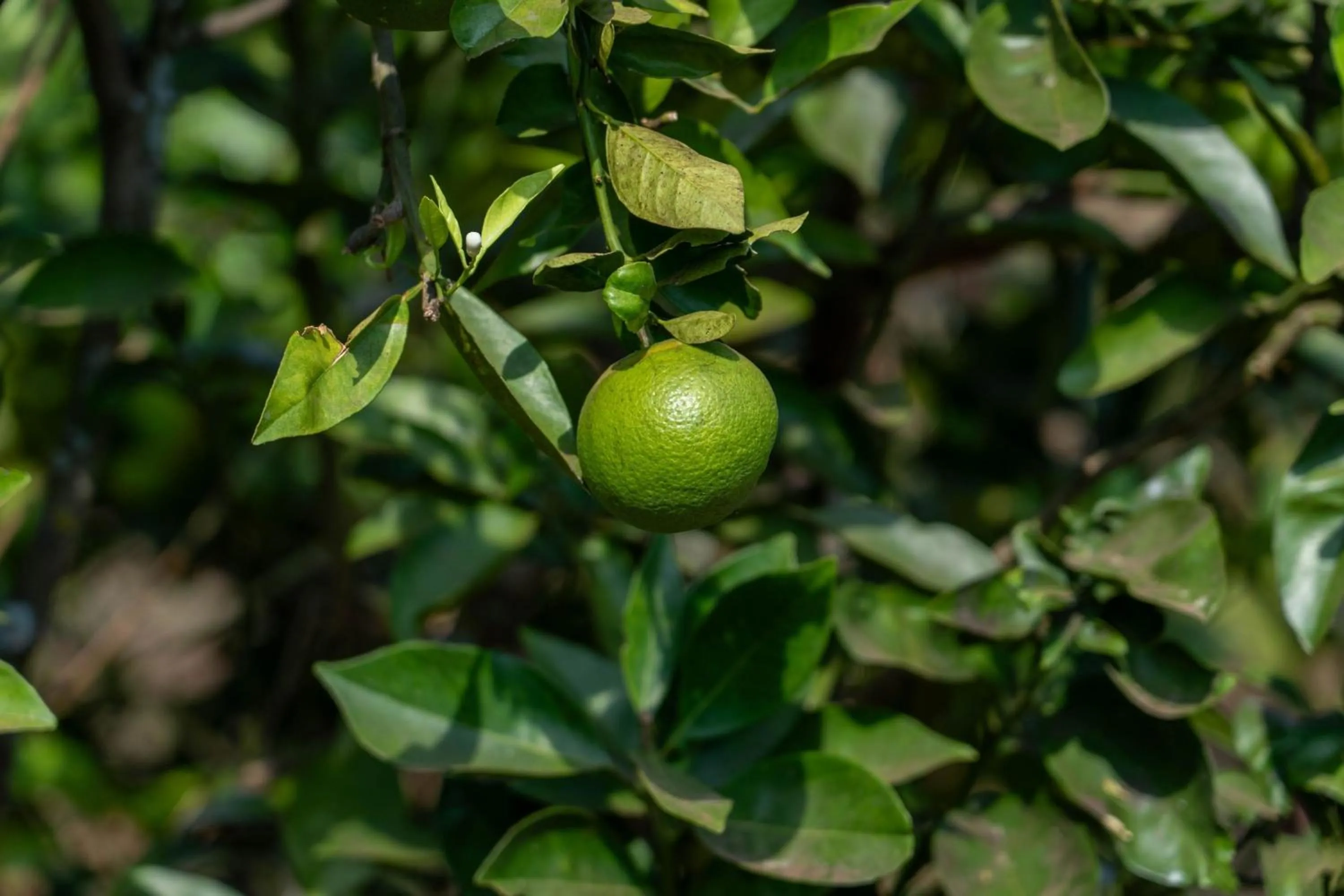 Restaurant/places to eat in Turaco Ngorongoro Valley, a Tribute Portfolio Lodge